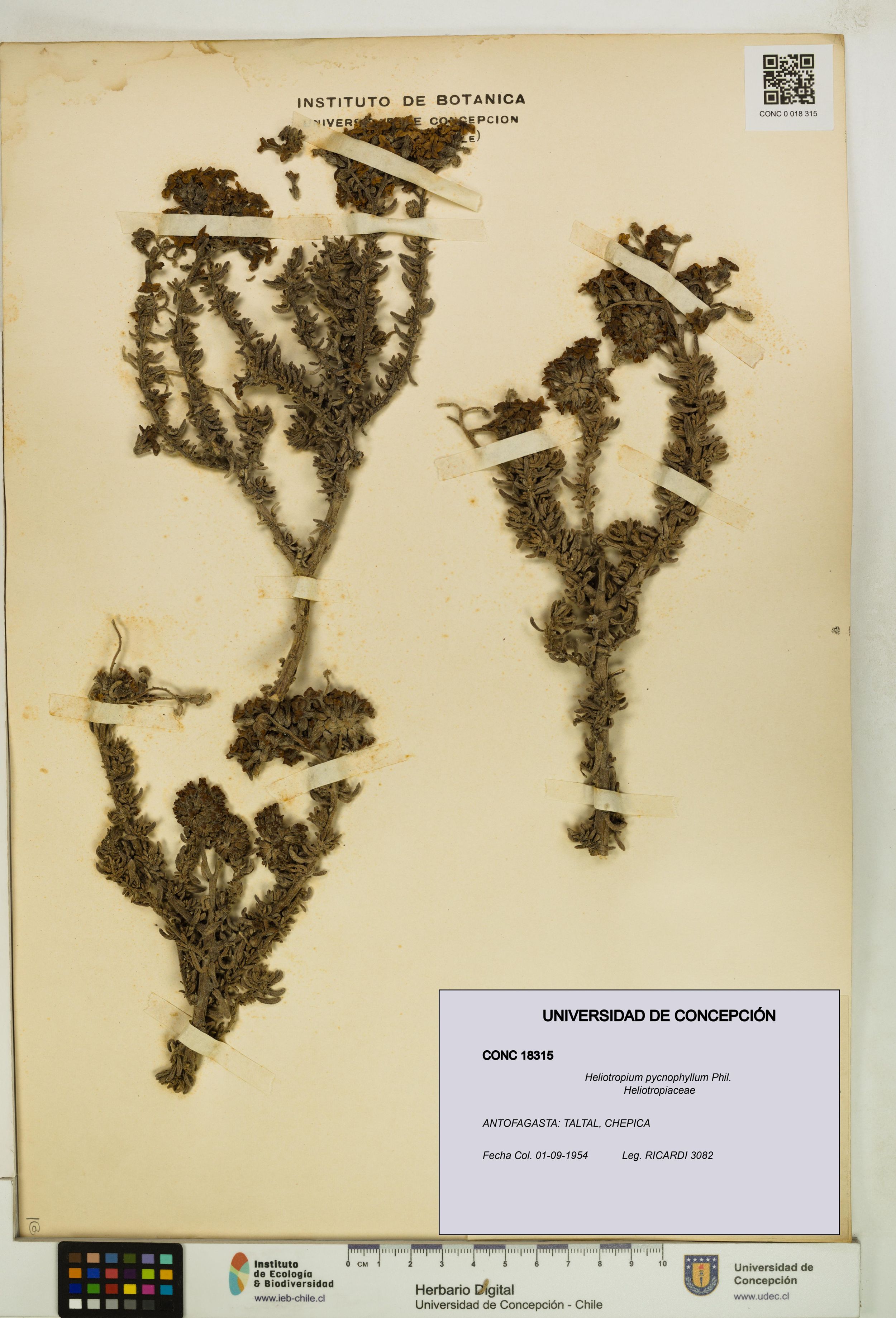 Heliotropium pycnophyllum [Espécimen: ]