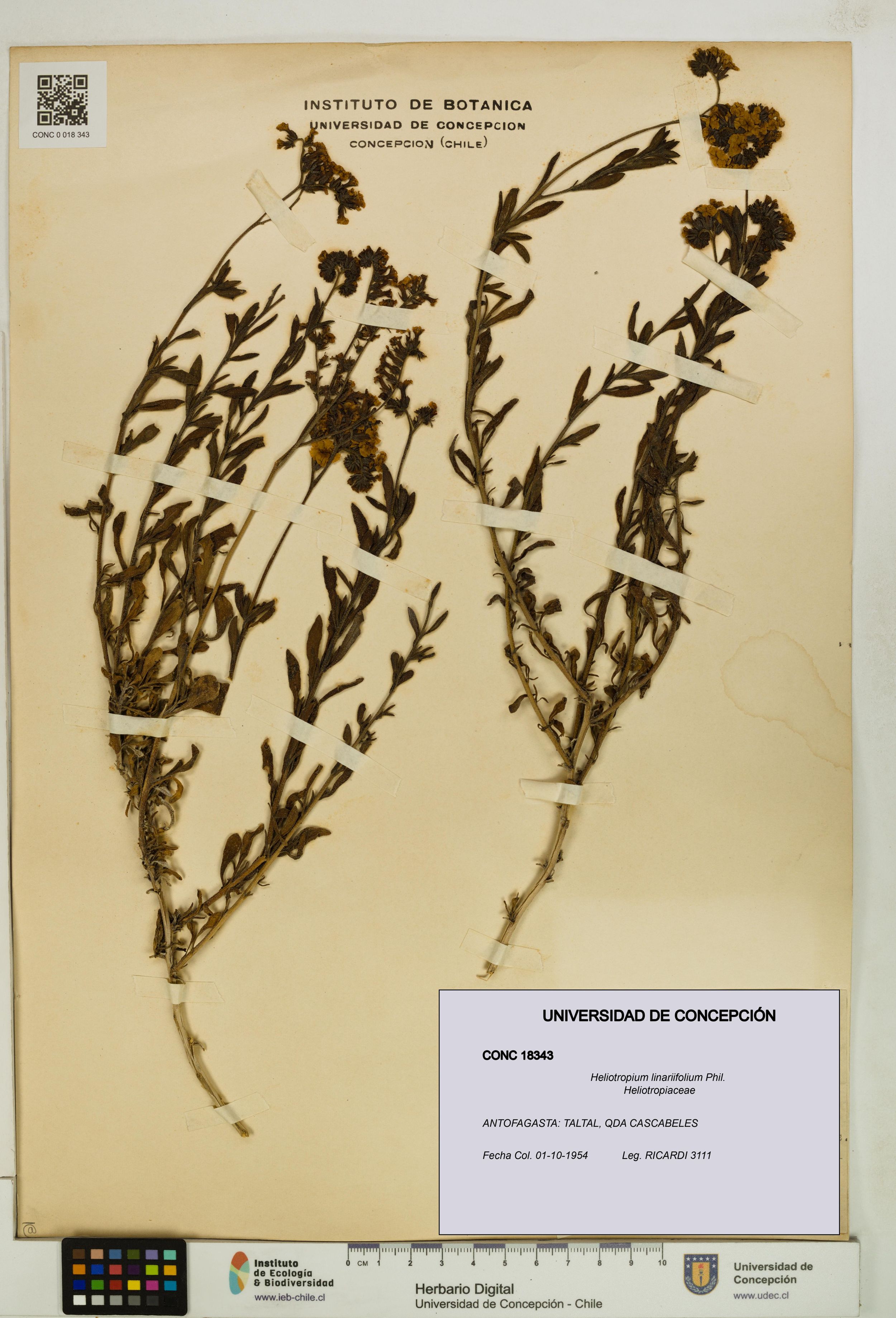 Heliotropium linariifolium [Espécimen: ]