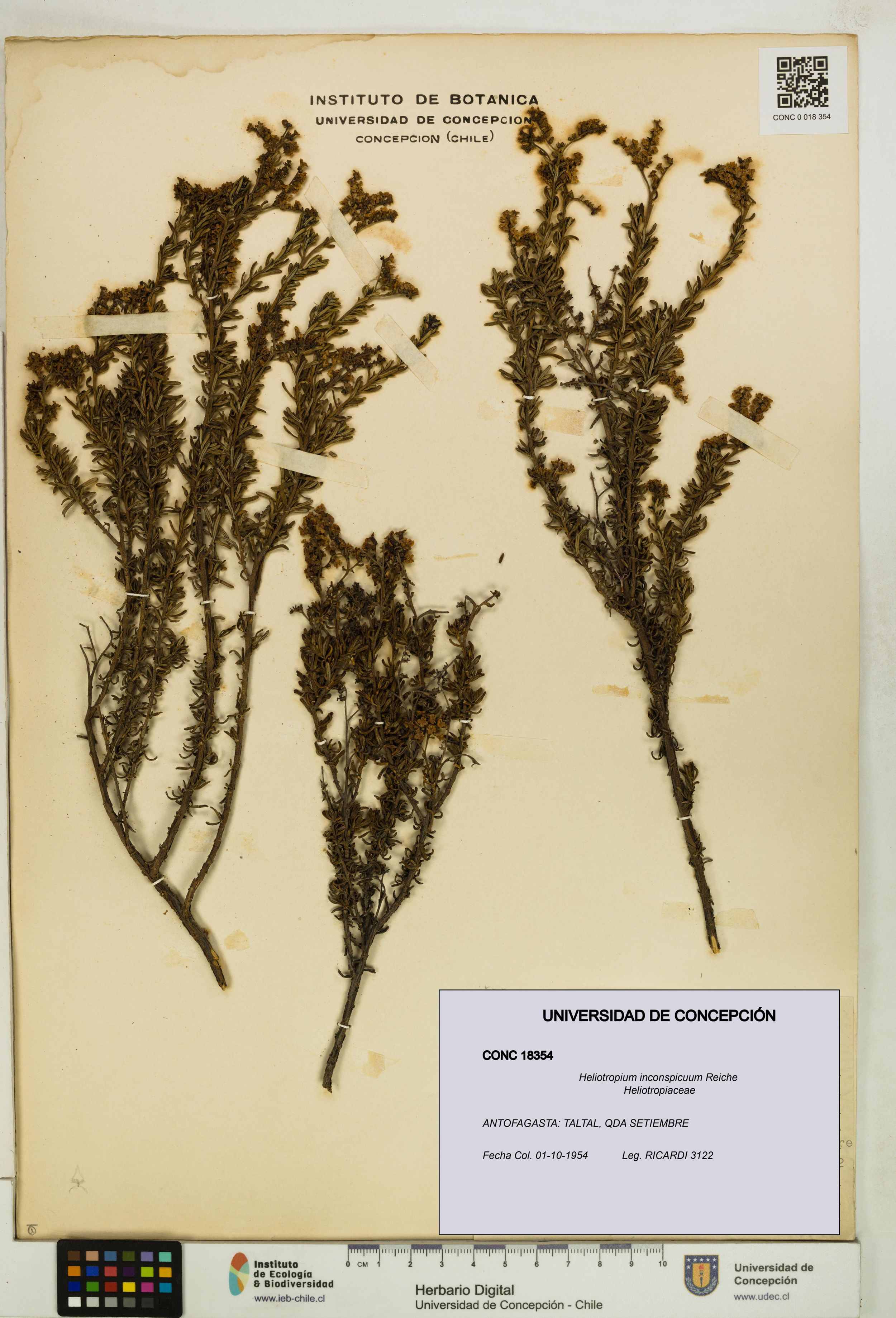 Heliotropium inconspicuum [Espécimen: ]