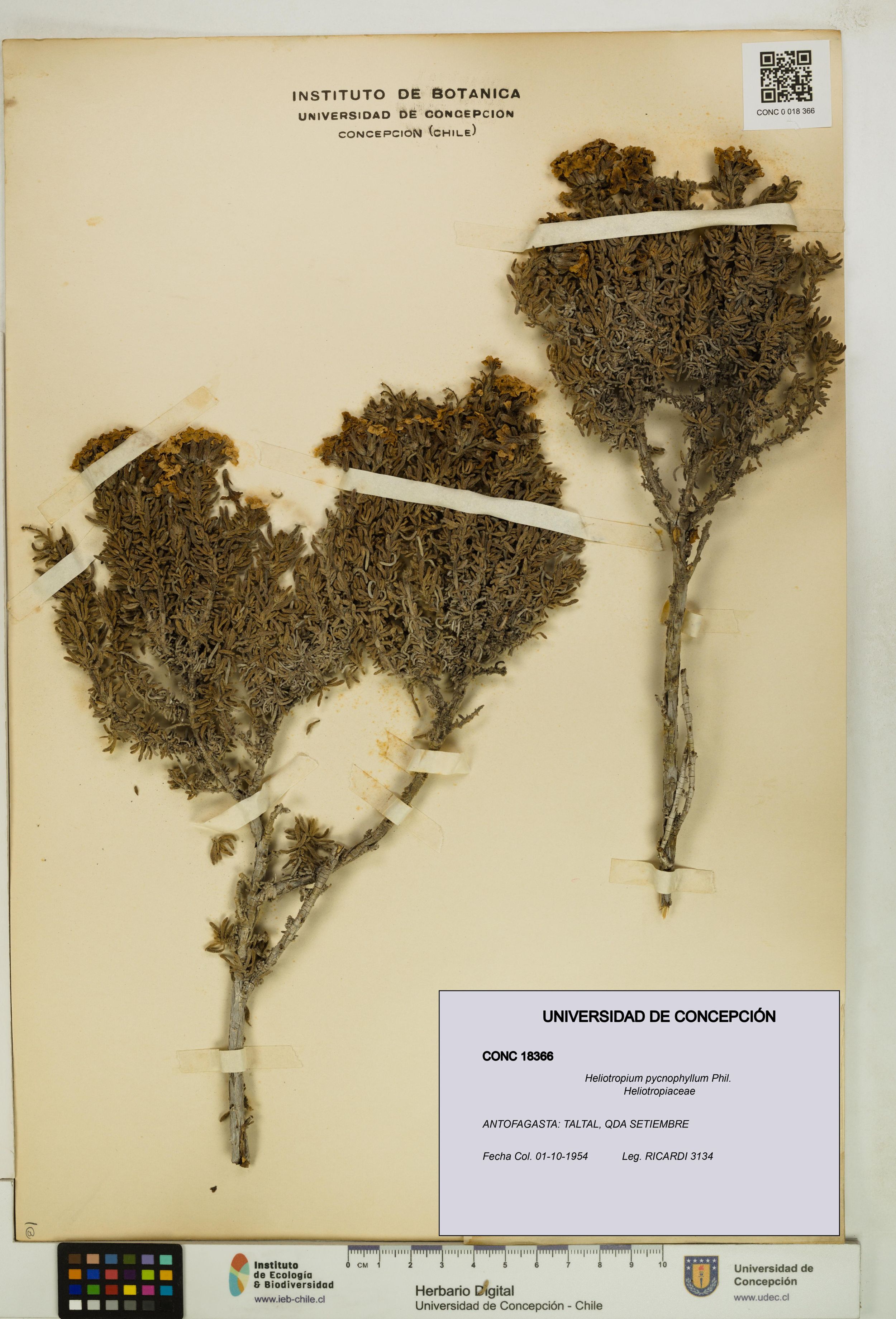 Heliotropium pycnophyllum [Espécimen: ]