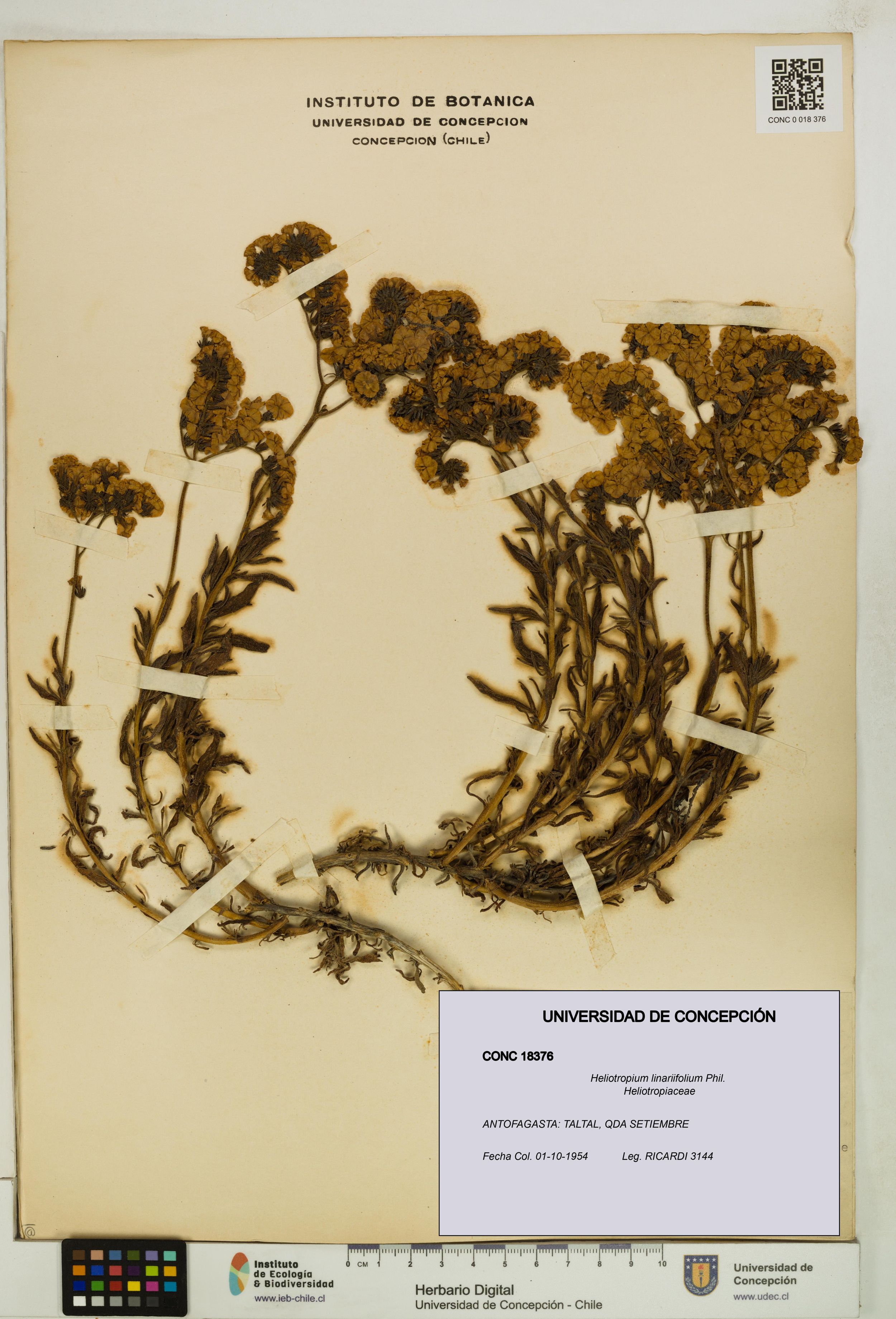 Heliotropium linariifolium [Espécimen: ]