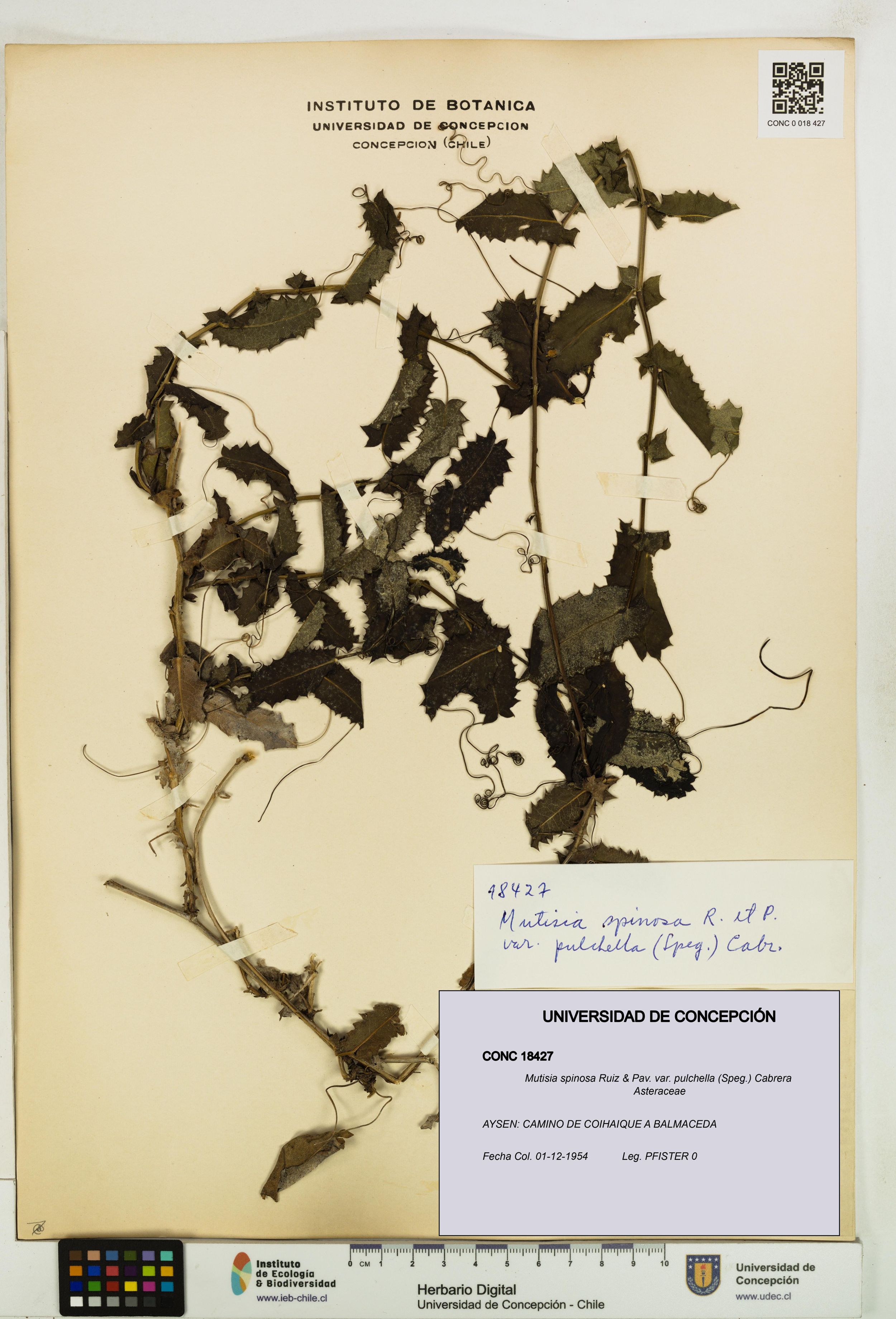 Mutisia spinosa var. pulchella [Espécimen: ]