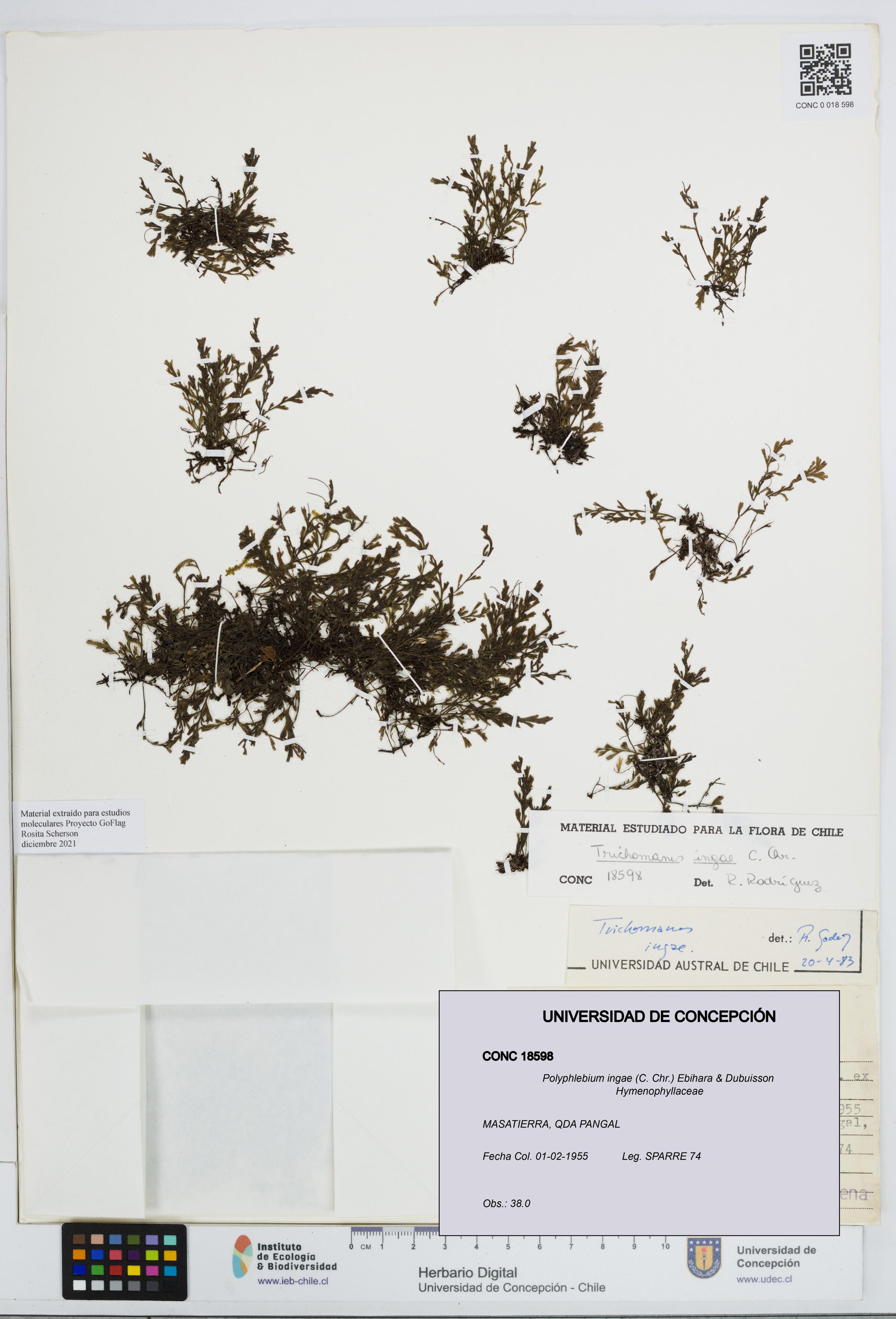 Polyphlebium ingae [Espécimen: ]
