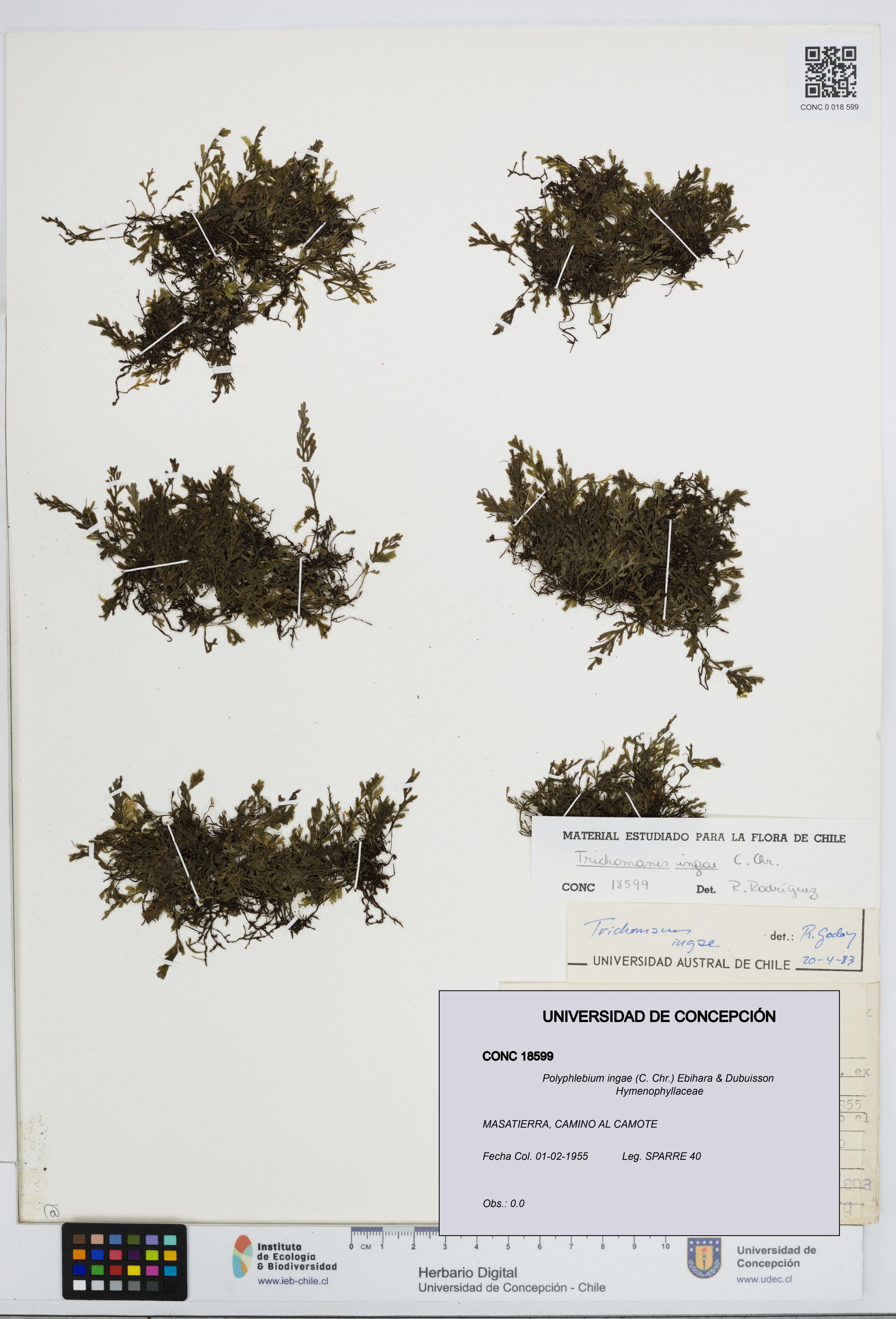 Polyphlebium ingae [Espécimen: ]
