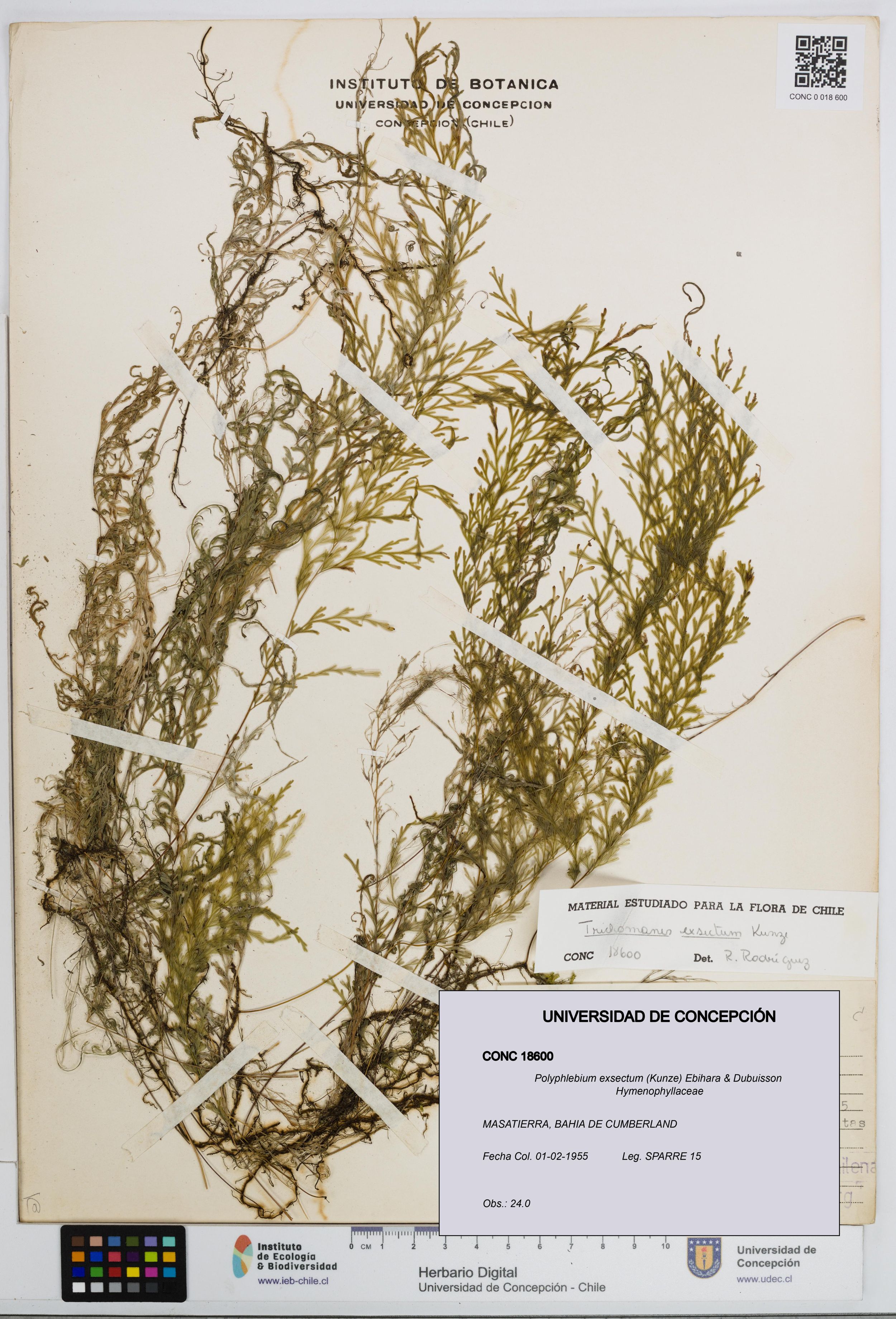Polyphlebium exsectum [Espécimen: ]