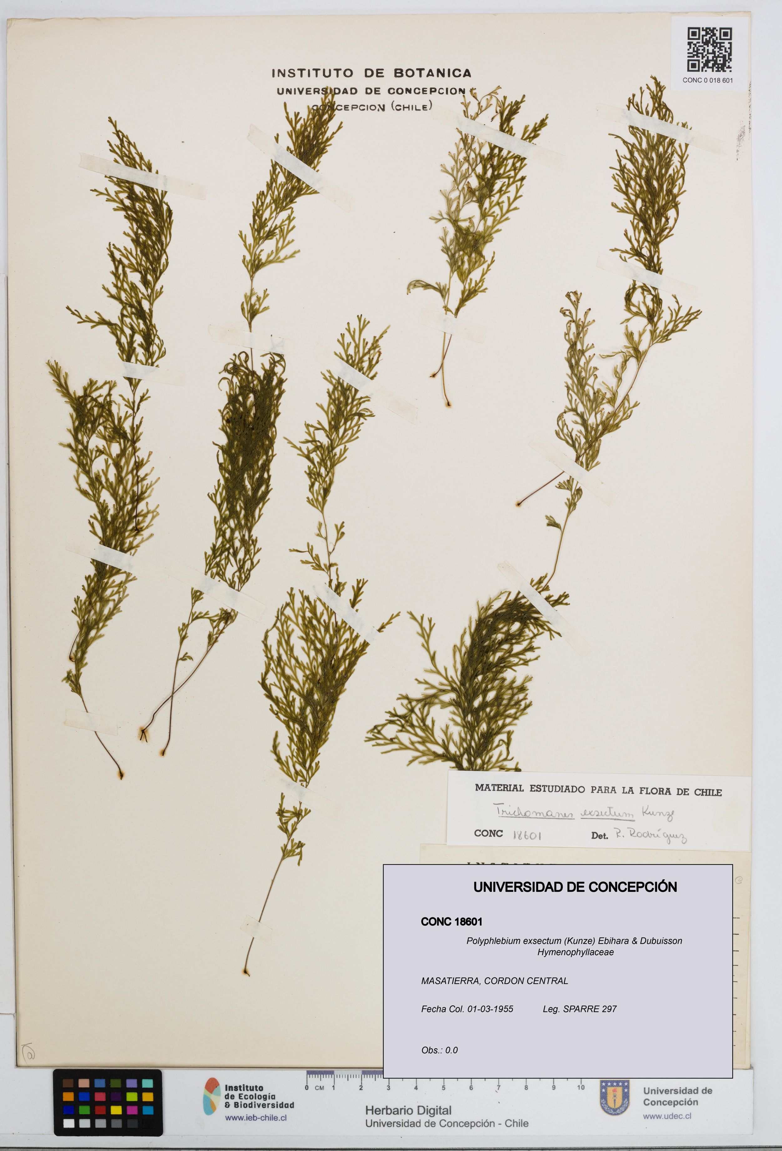 Polyphlebium exsectum [Espécimen: ]