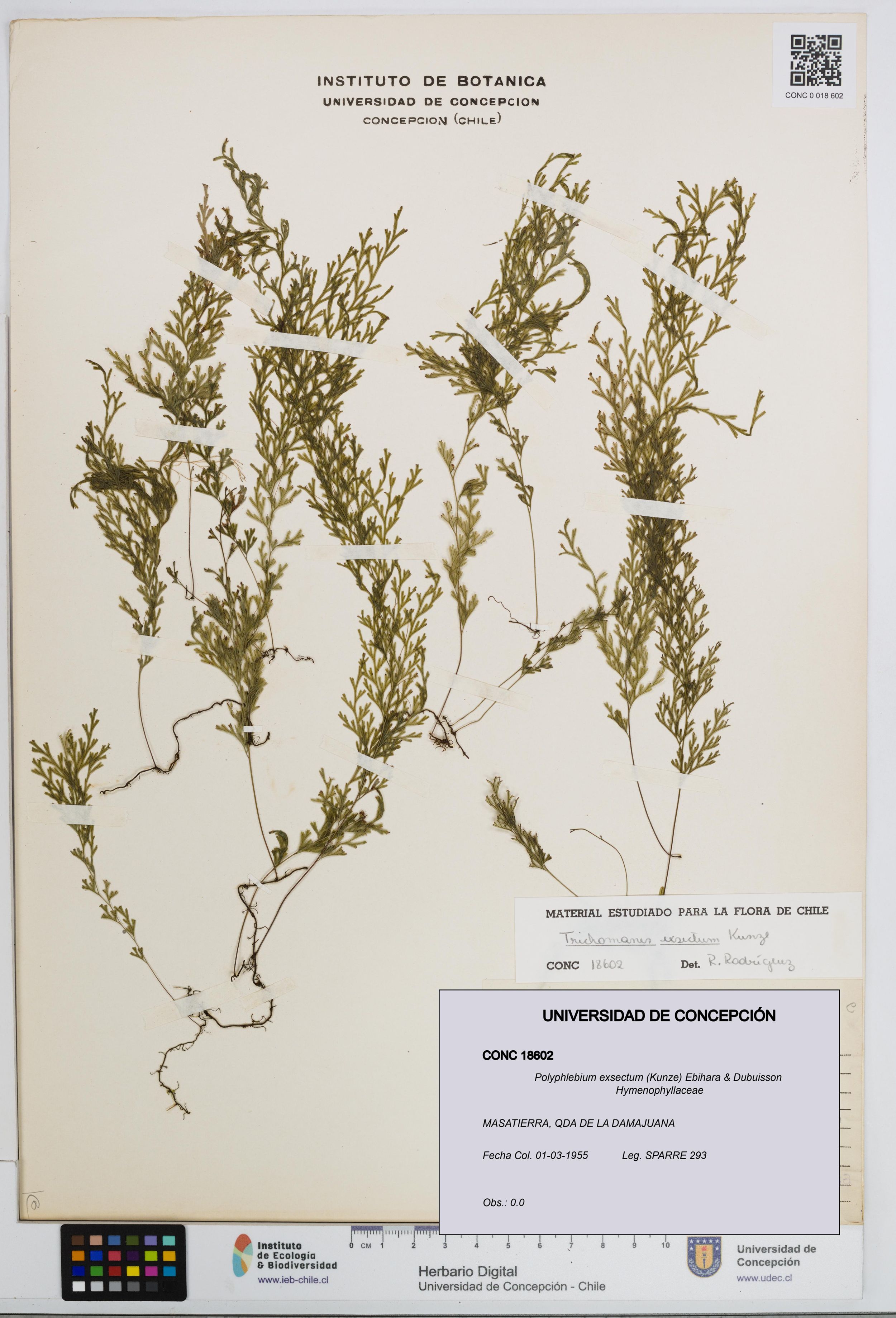 Polyphlebium exsectum [Espécimen: ]