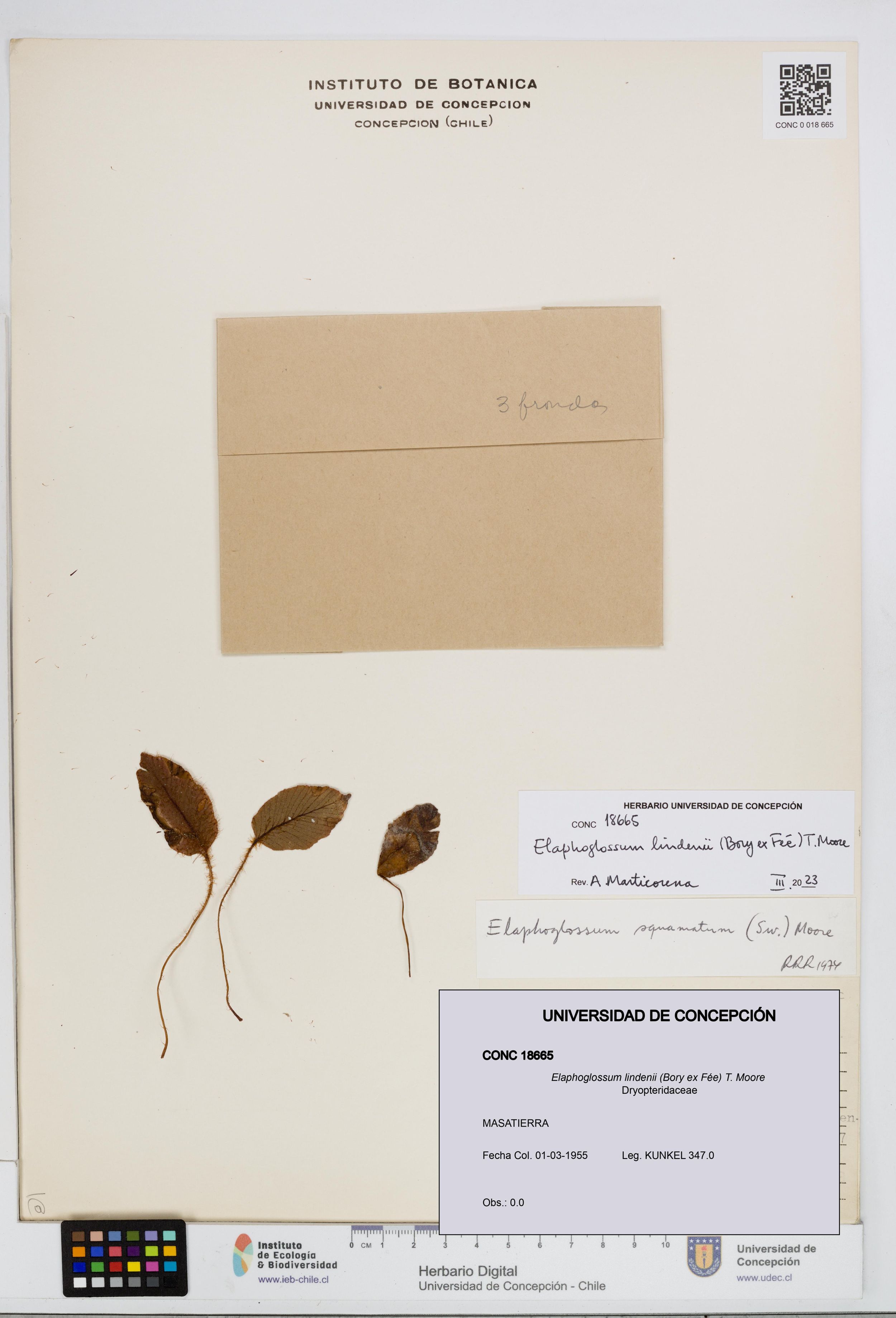 Elaphoglossum lindenii [Espécimen: ]