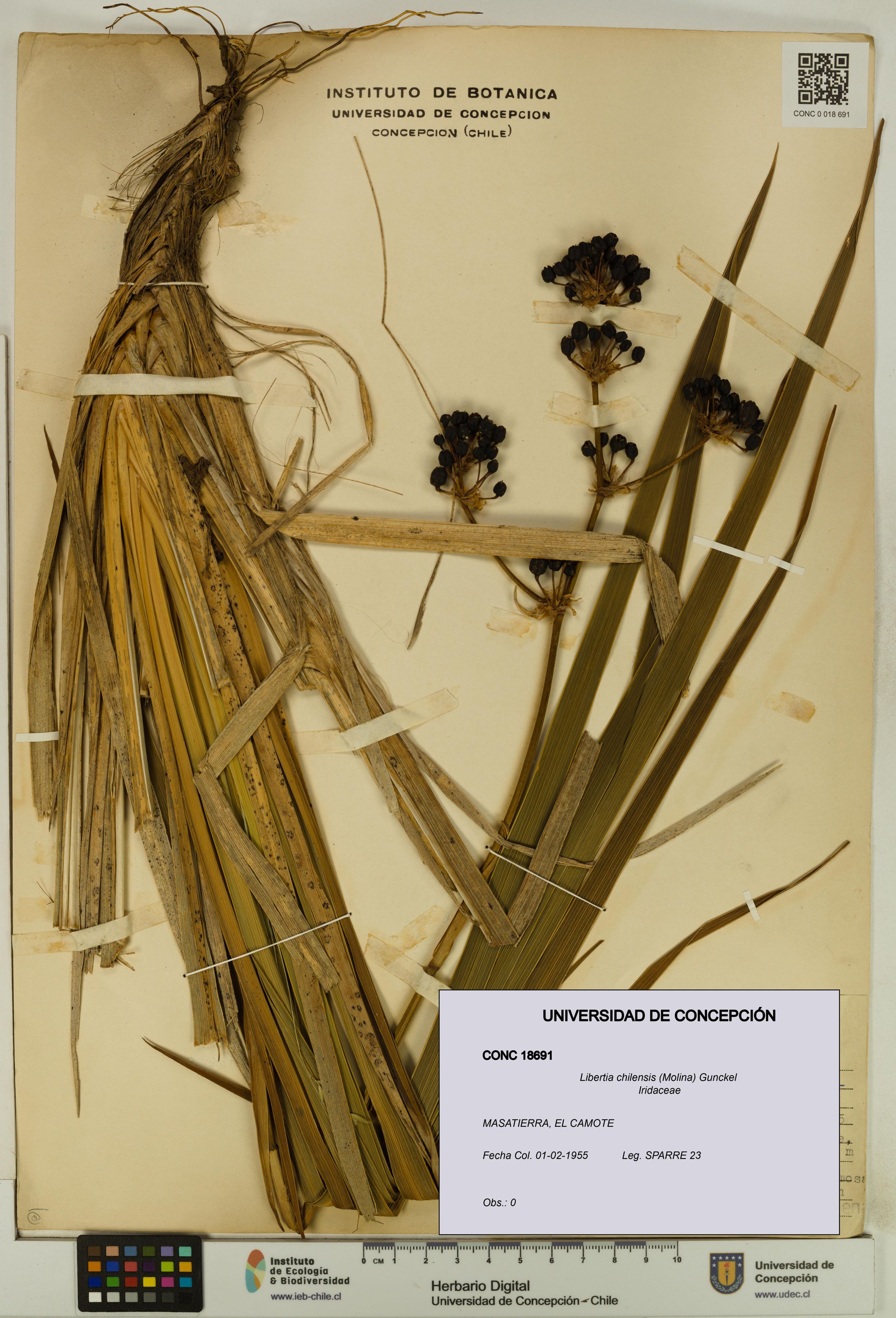 Libertia chilensis [Espécimen: ]