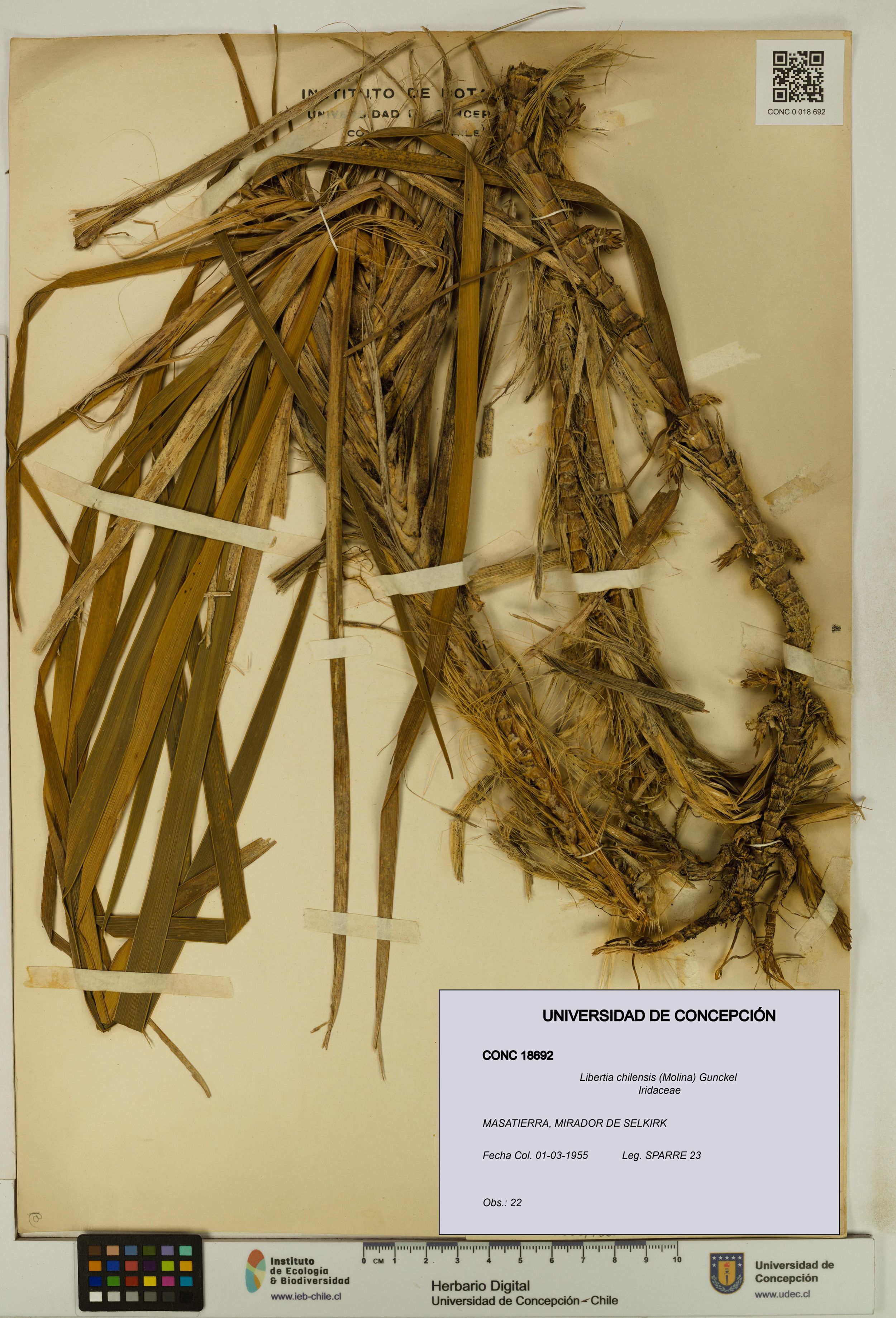 Libertia chilensis [Espécimen: ]