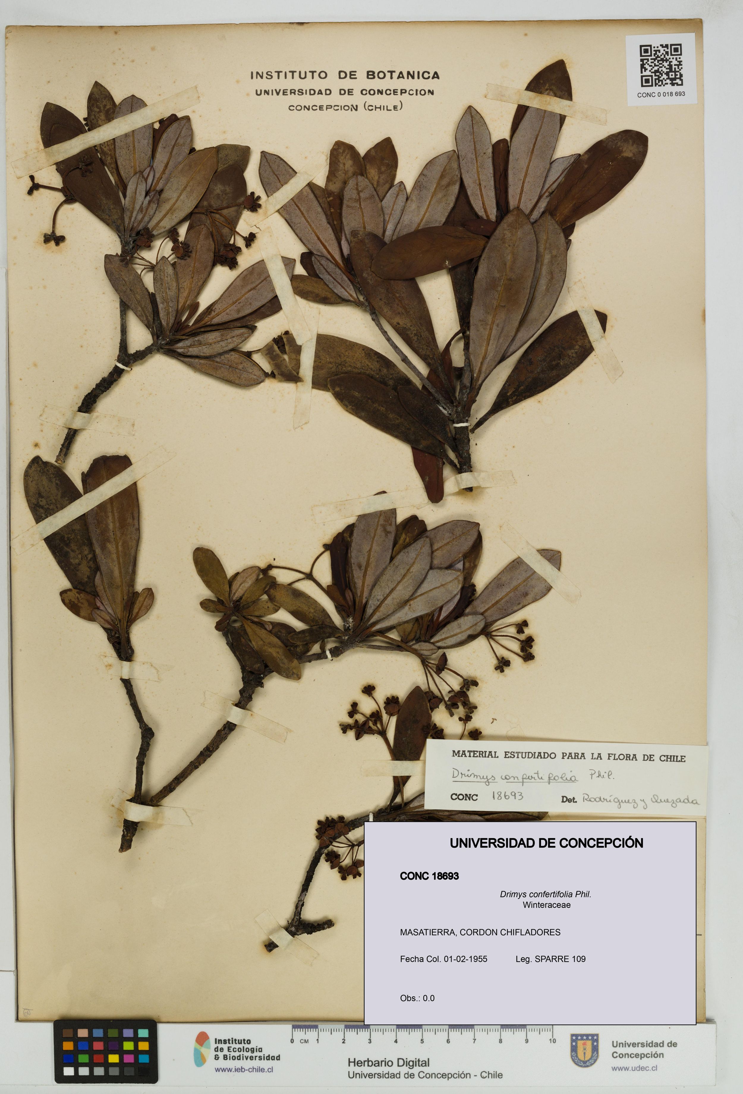 Drimys confertifolia [Espécimen: ]