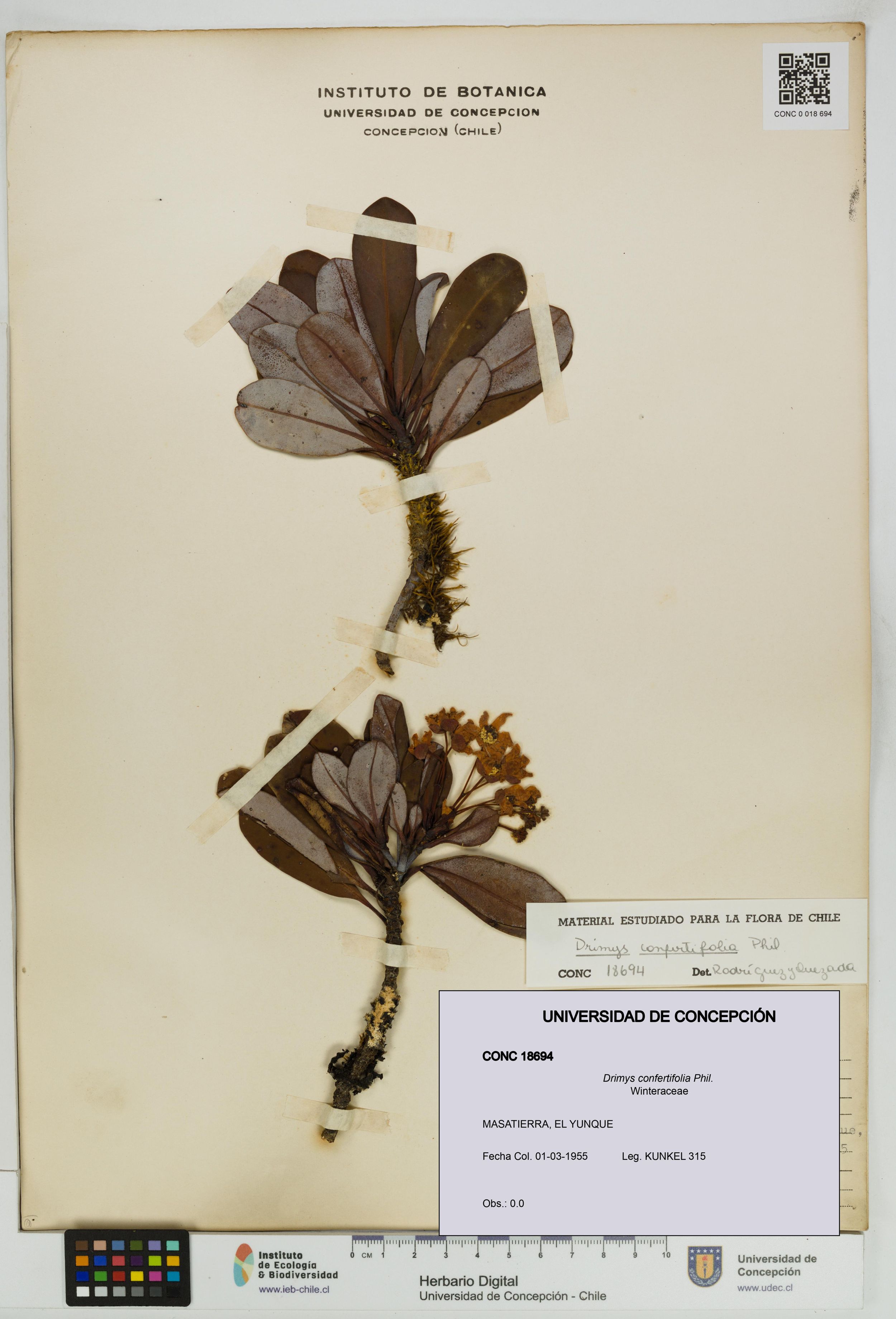Drimys confertifolia [Espécimen: ]