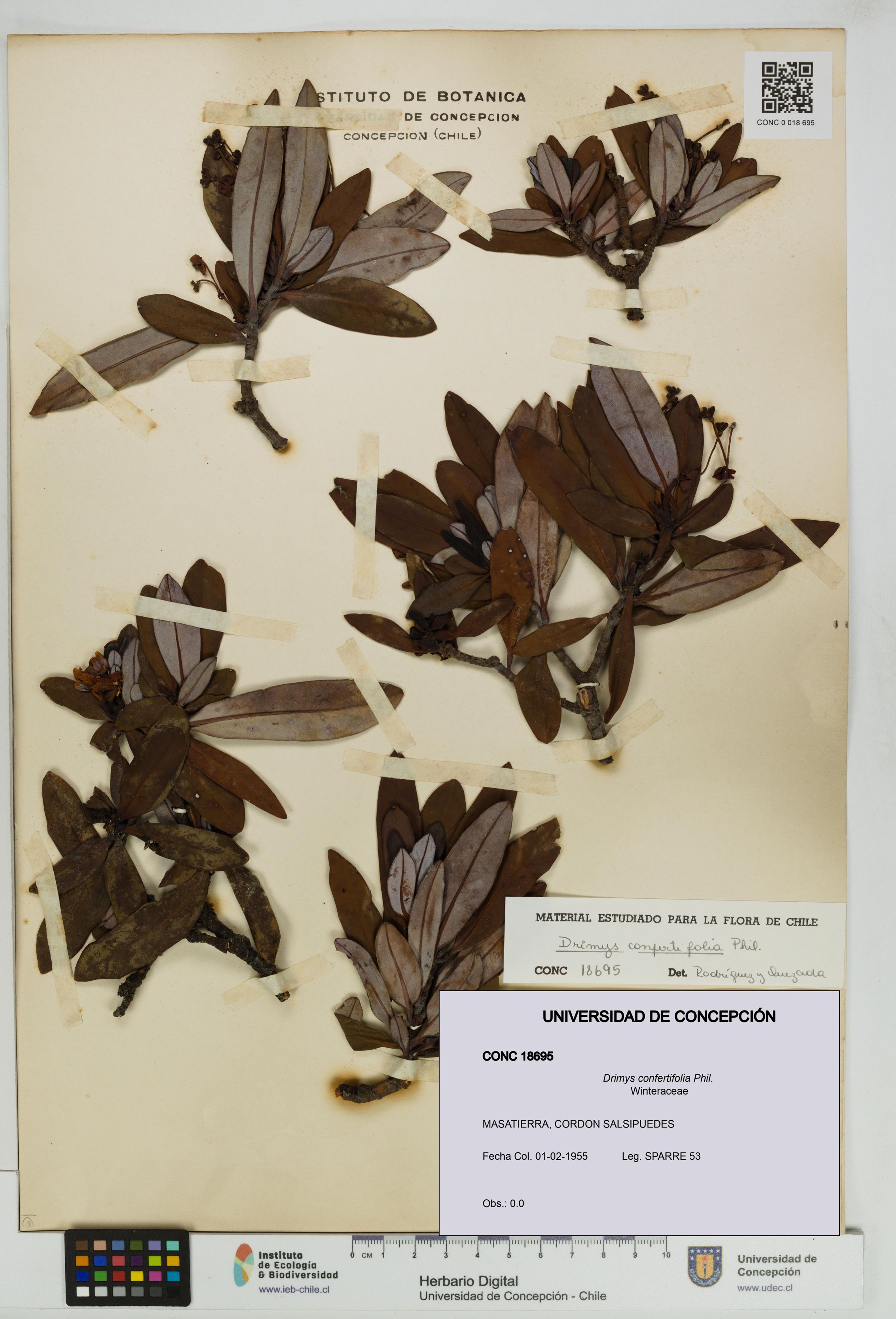 Drimys confertifolia [Espécimen: ]