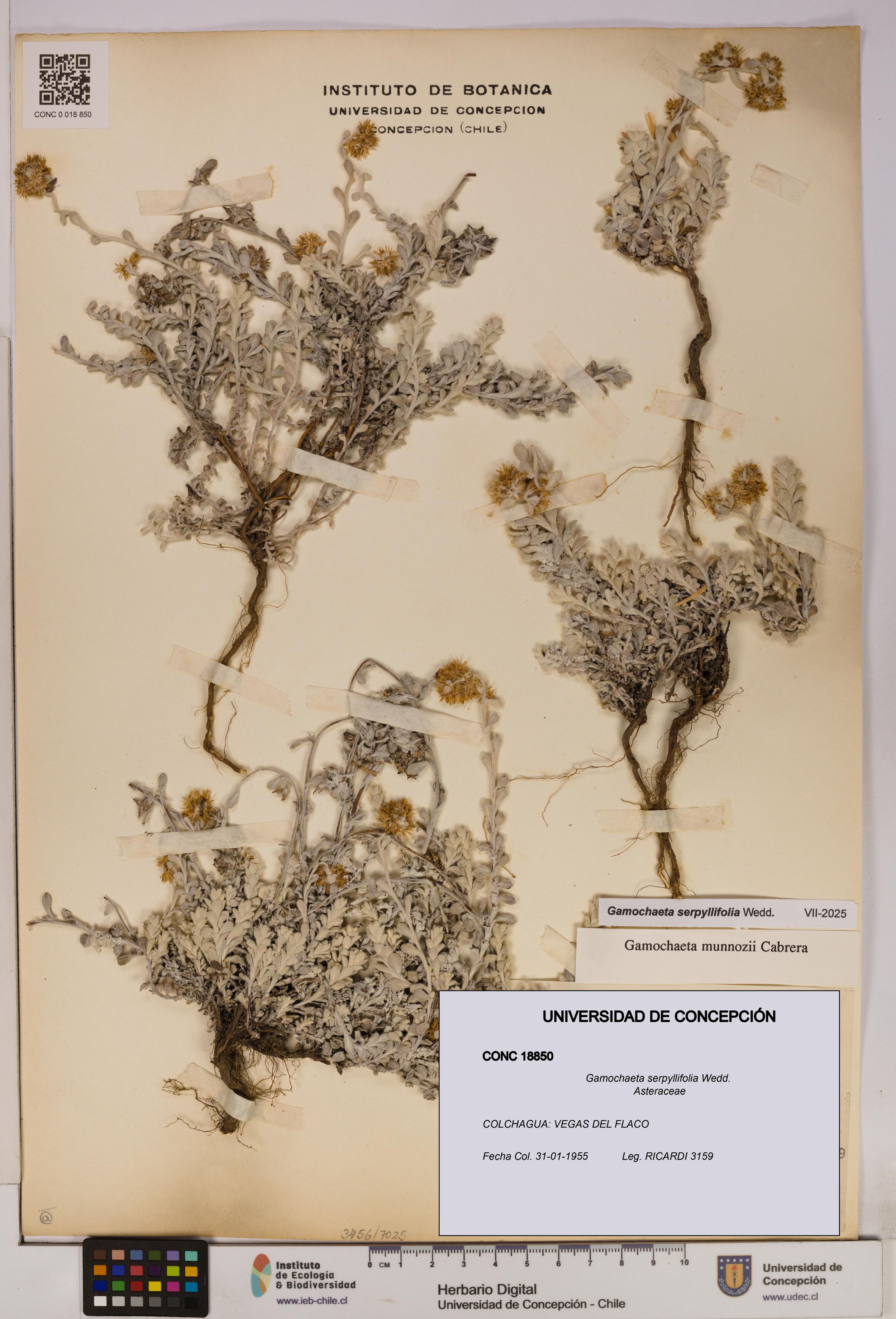 Gamochaeta serpyllifolia [Espécimen: ]