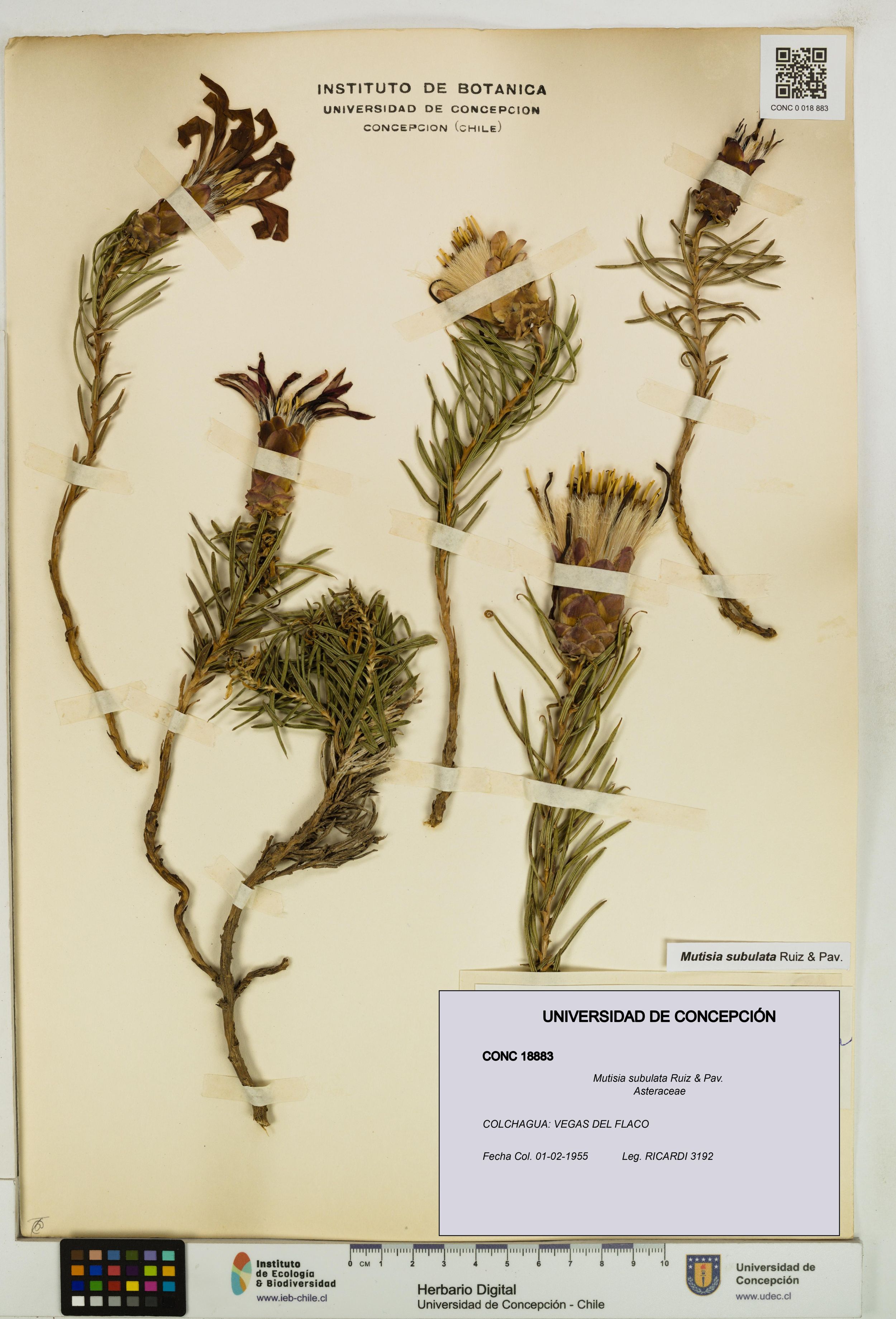 Mutisia subulata [Espécimen: ]