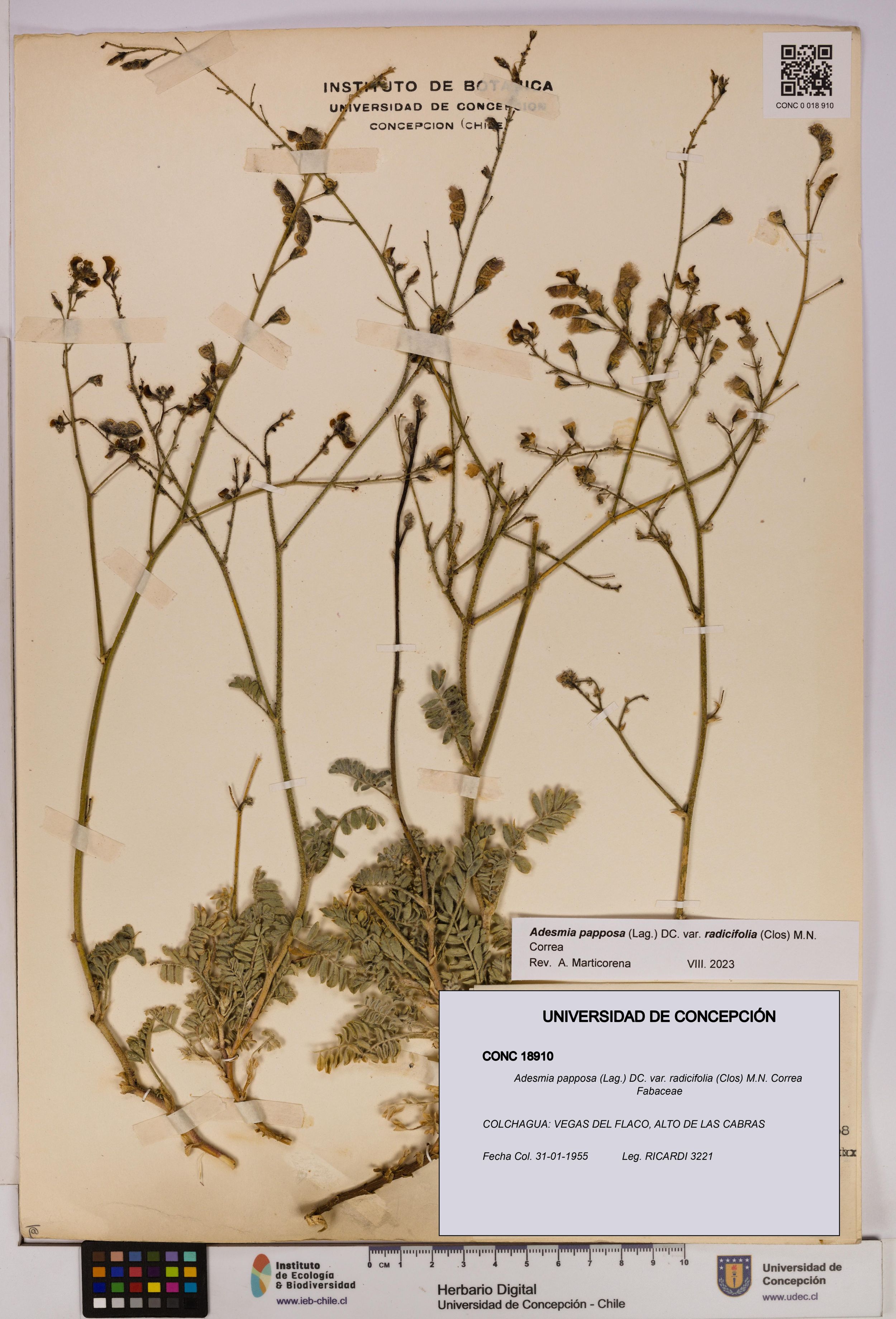 Adesmia papposa var. radicifolia [Espécimen: ]