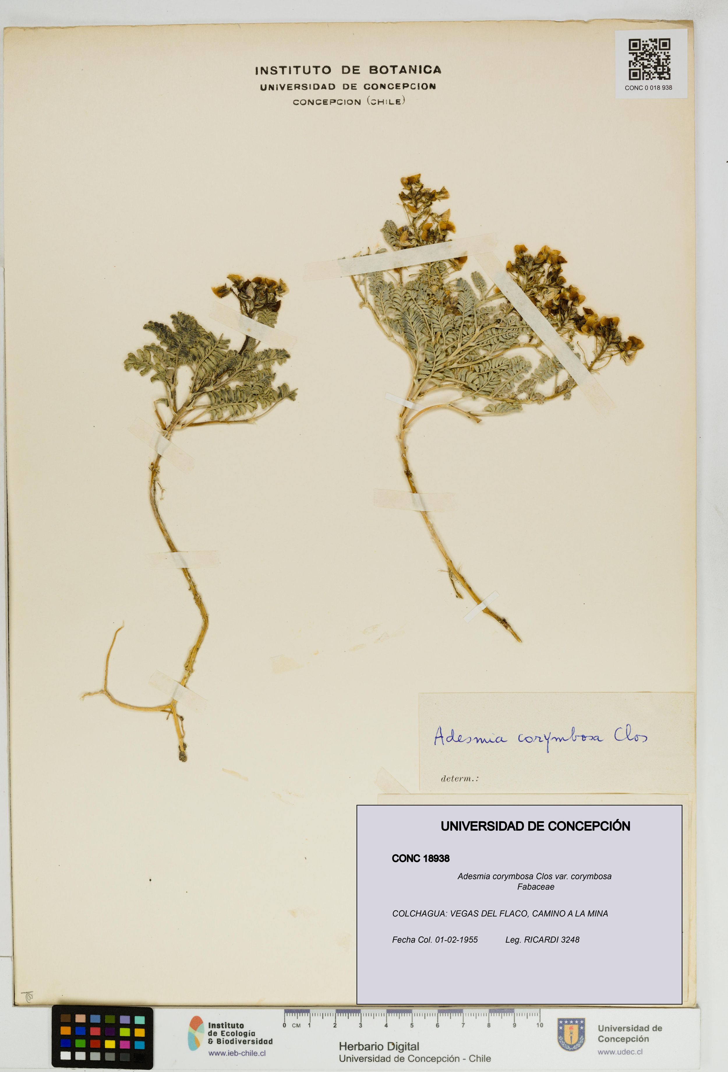 Adesmia corymbosa var. corymbosa [Espécimen: ]
