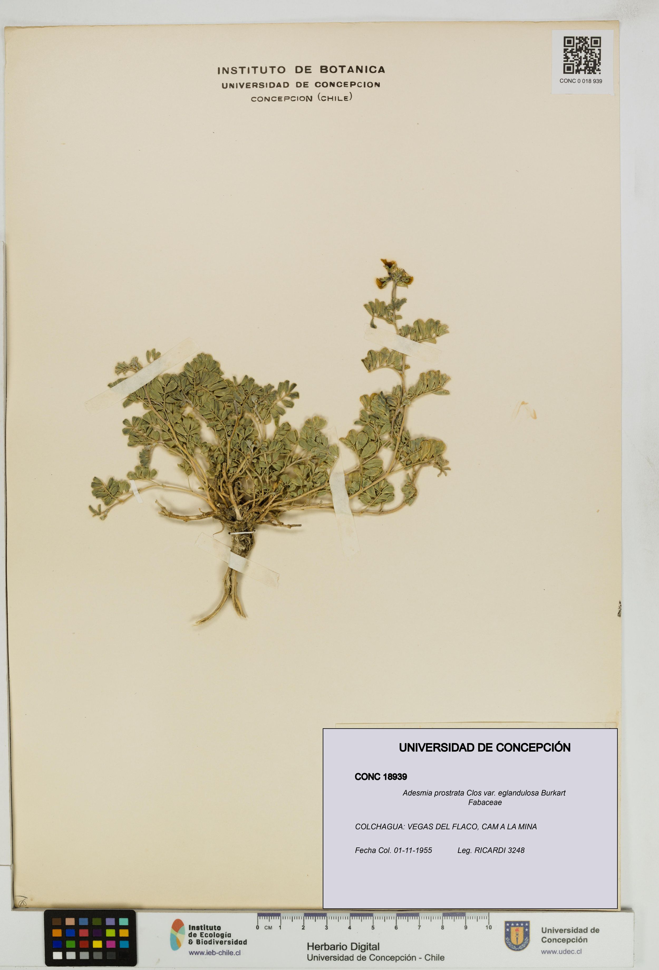Adesmia prostrata var. eglandulosa [Espécimen: ]