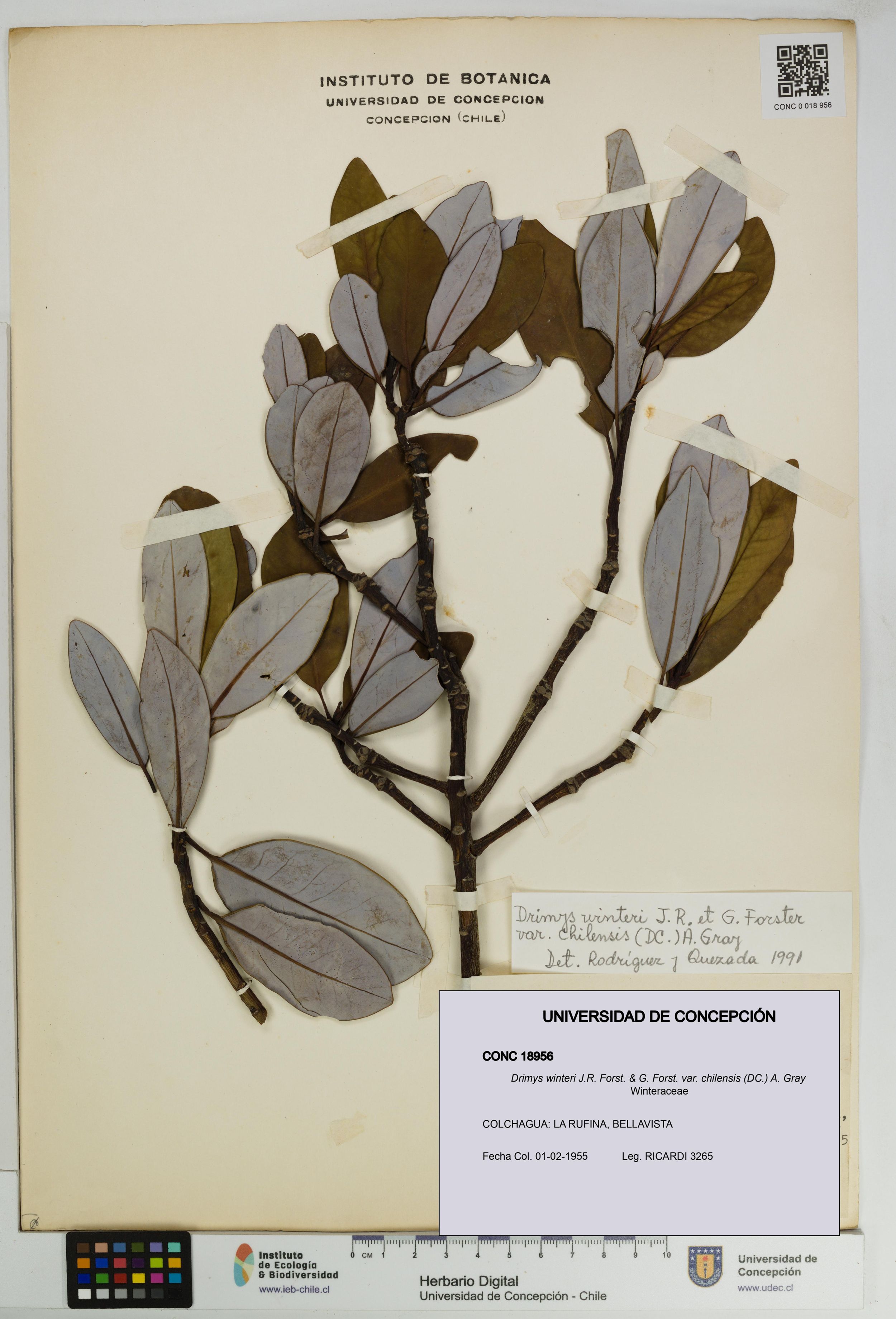 Drimys winteri var. chilensis [Espécimen: ]