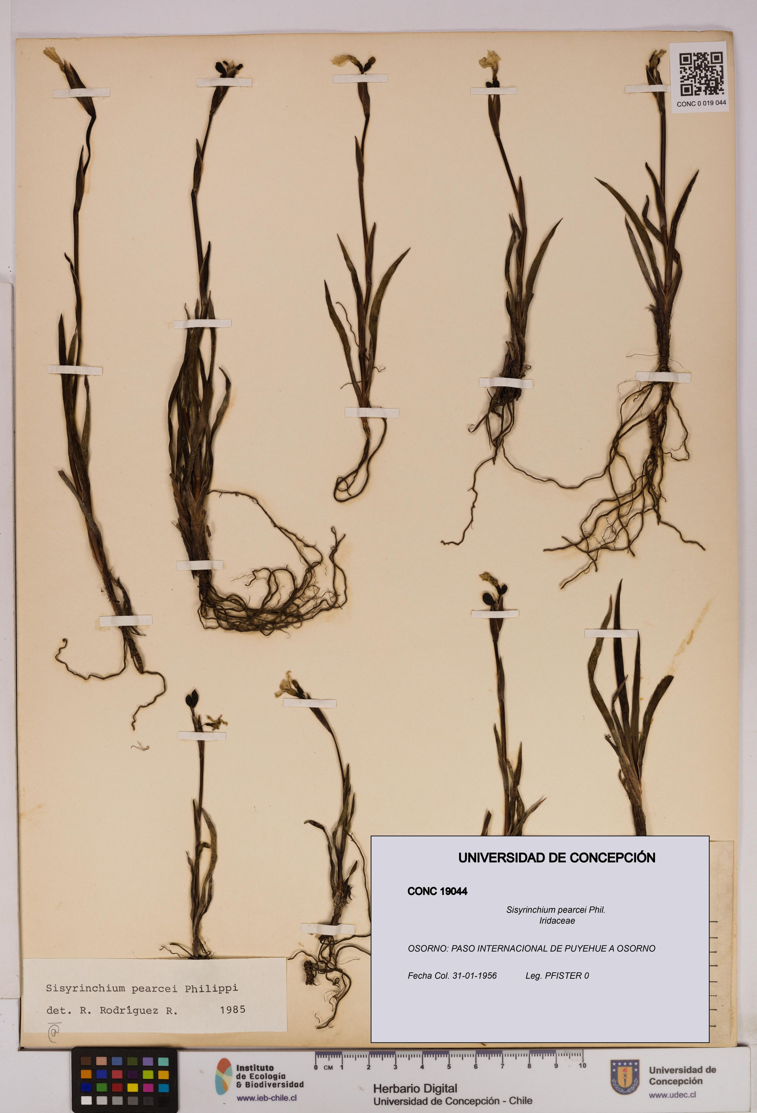 Sisyrinchium pearcei [Espécimen: ]