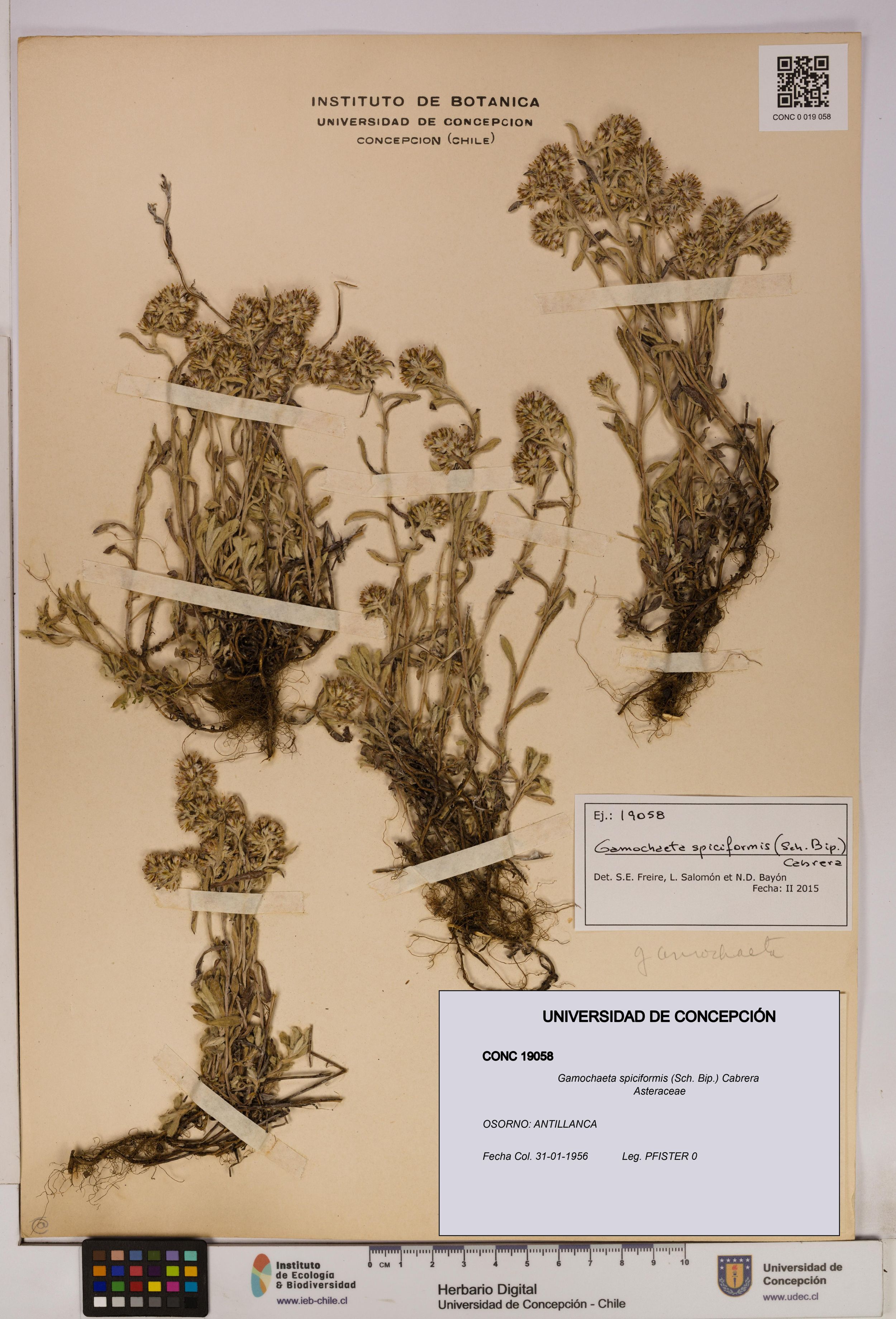 Gamochaeta spiciformis [Espécimen: ]