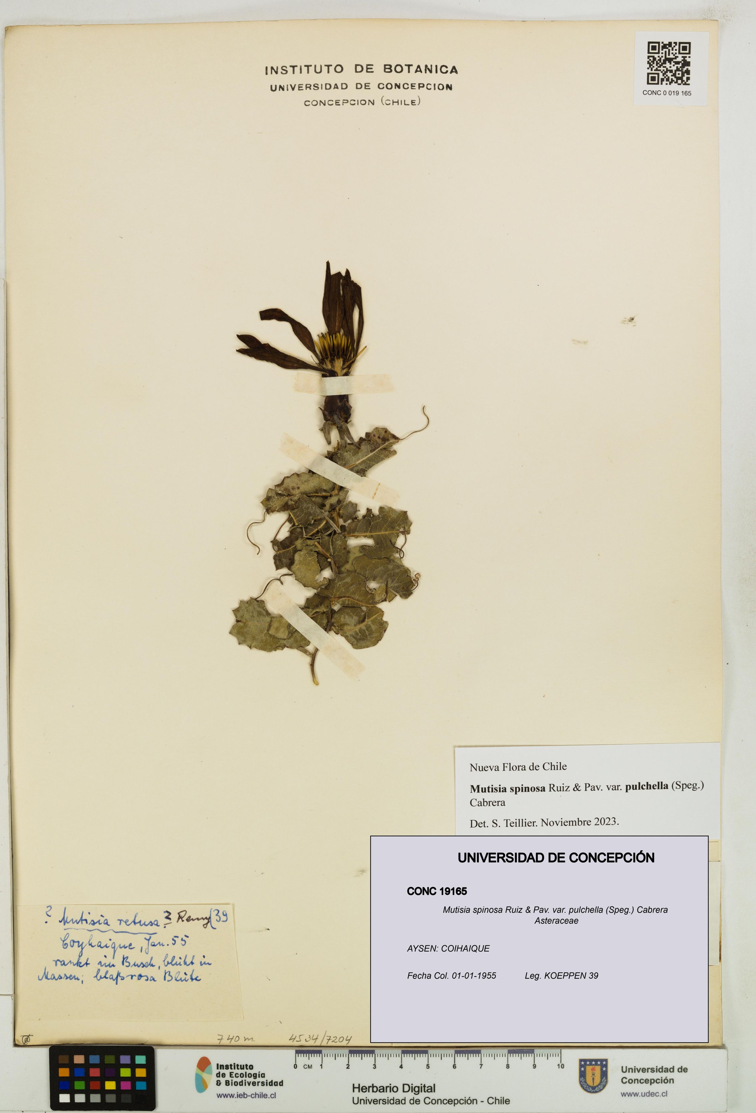 Mutisia spinosa var. pulchella [Espécimen: ]