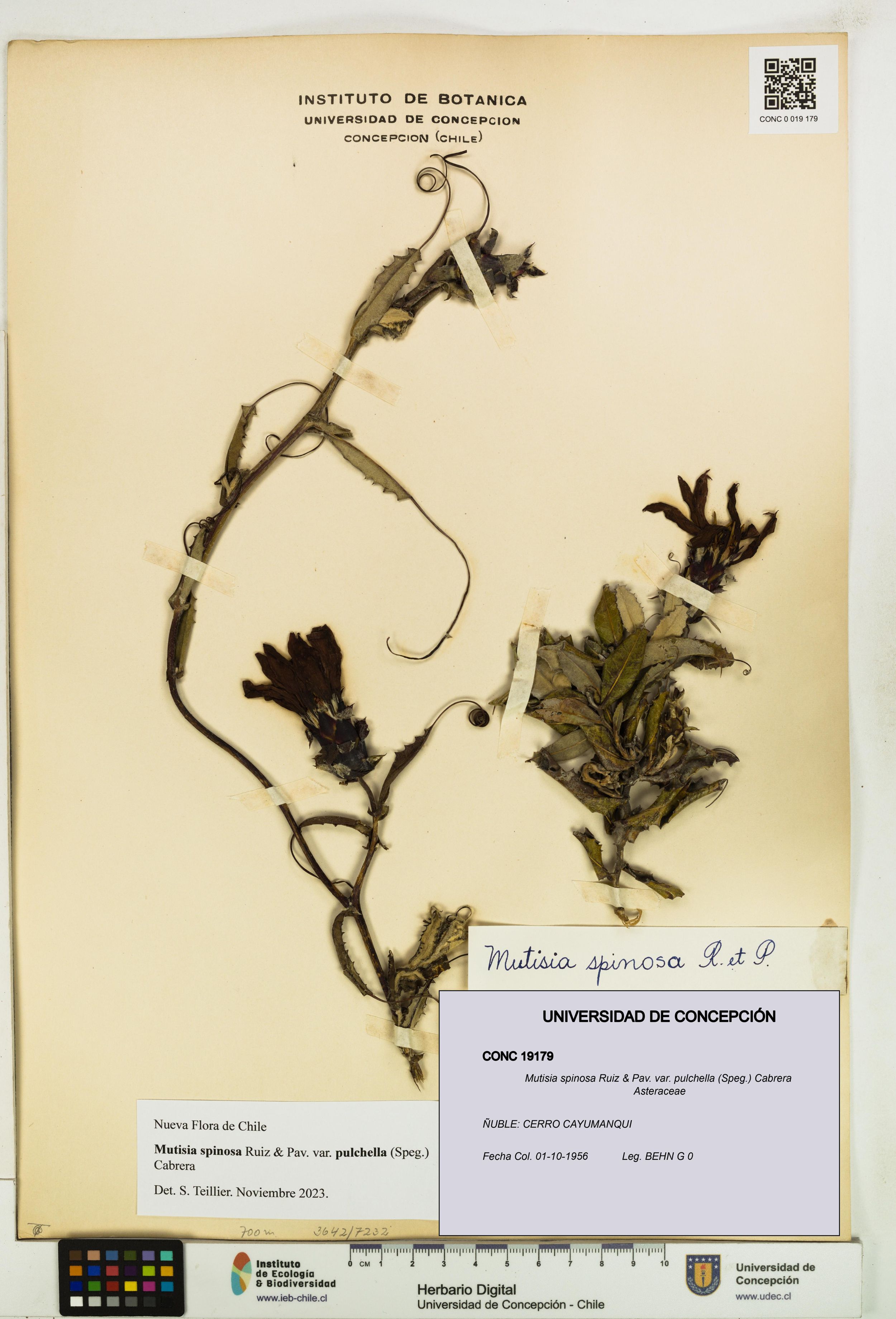 Mutisia spinosa var. pulchella [Espécimen: ]