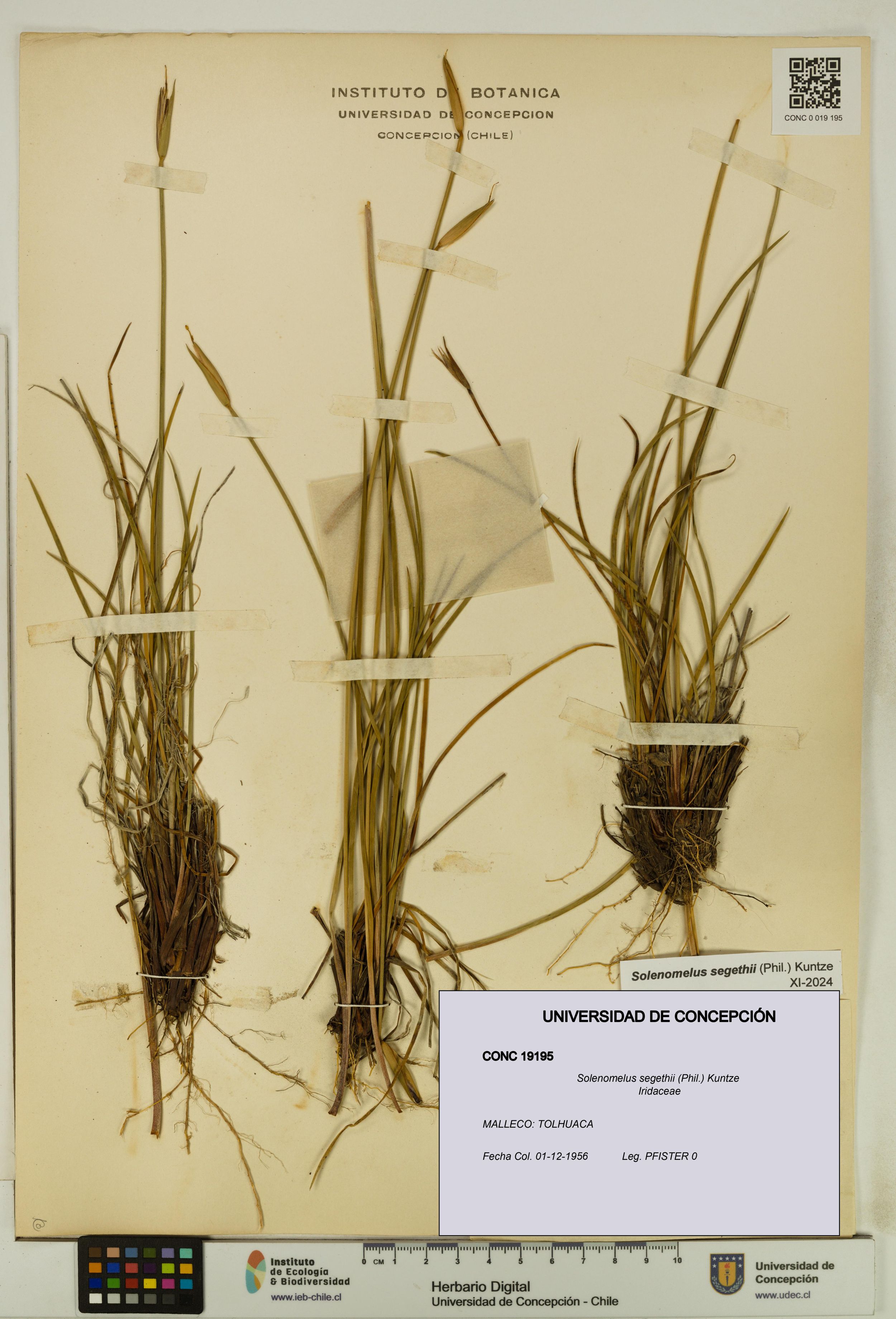 Solenomelus segethii [Espécimen: ]
