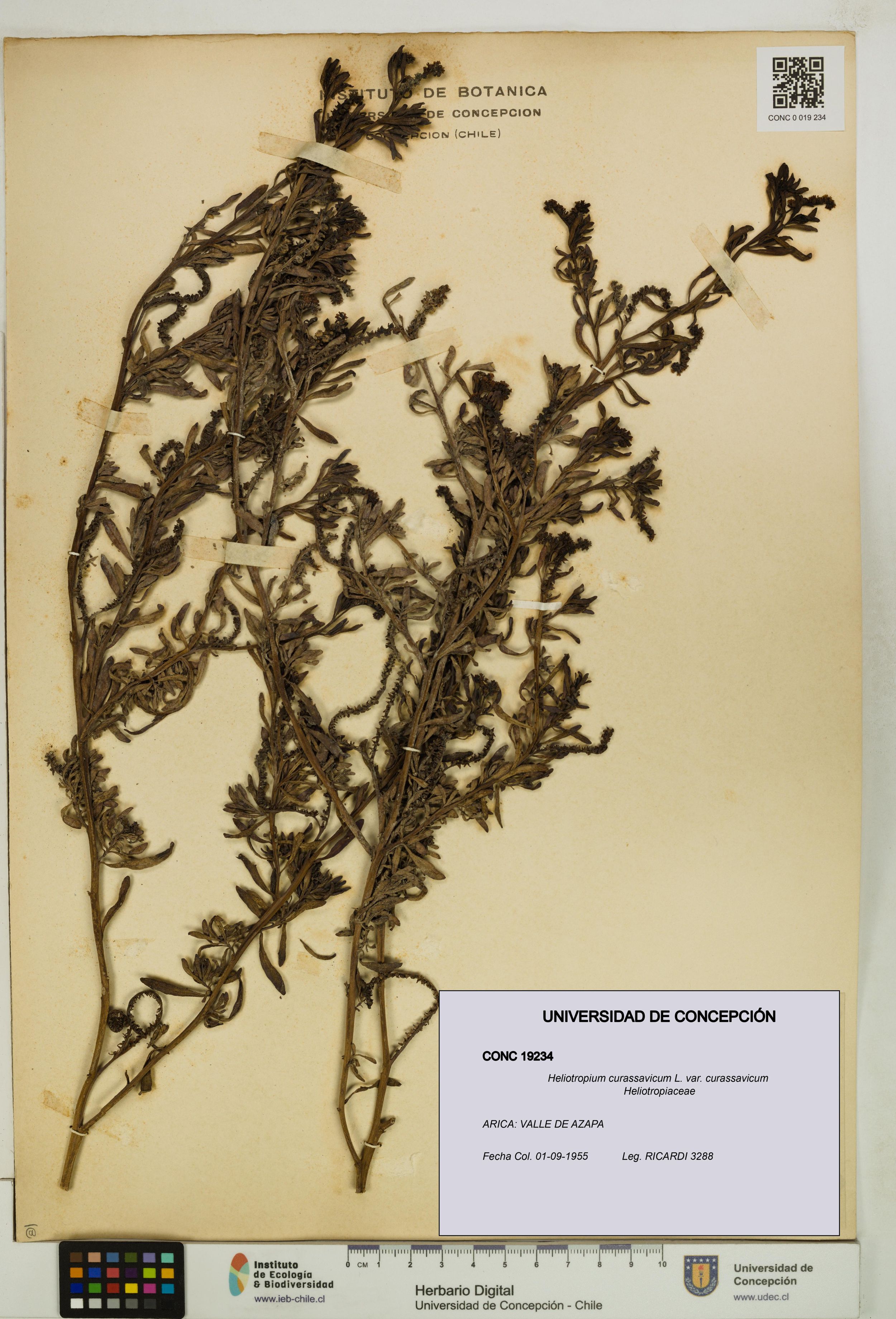 Heliotropium curassavicum var. curassavicum [Espécimen: ]
