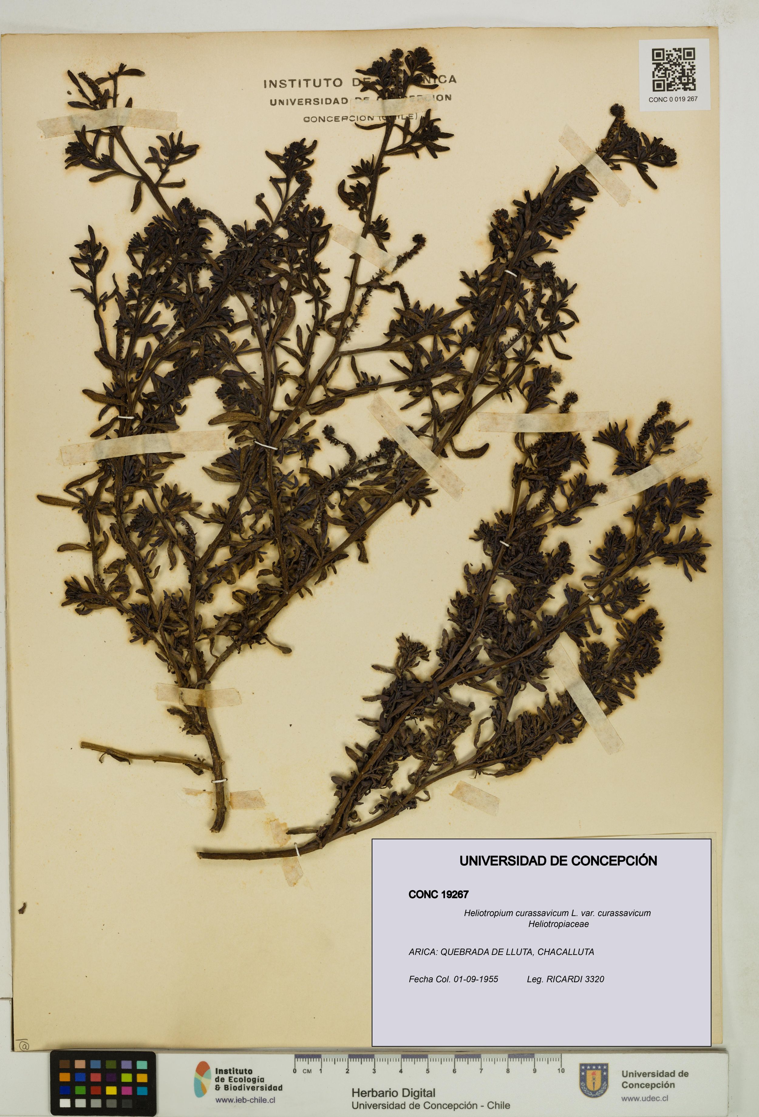 Heliotropium curassavicum var. curassavicum [Espécimen: ]