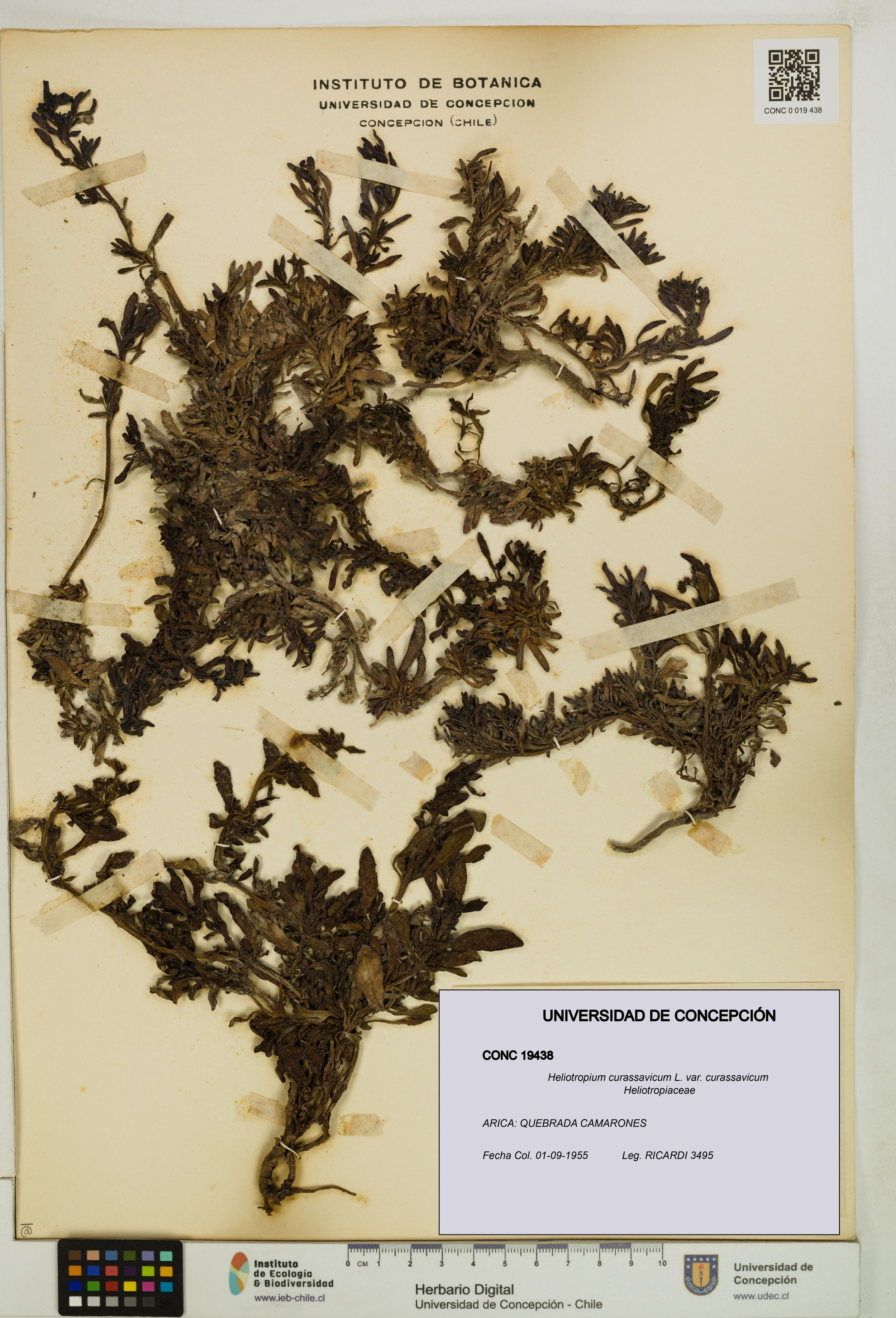 Heliotropium curassavicum var. curassavicum [Espécimen: ]