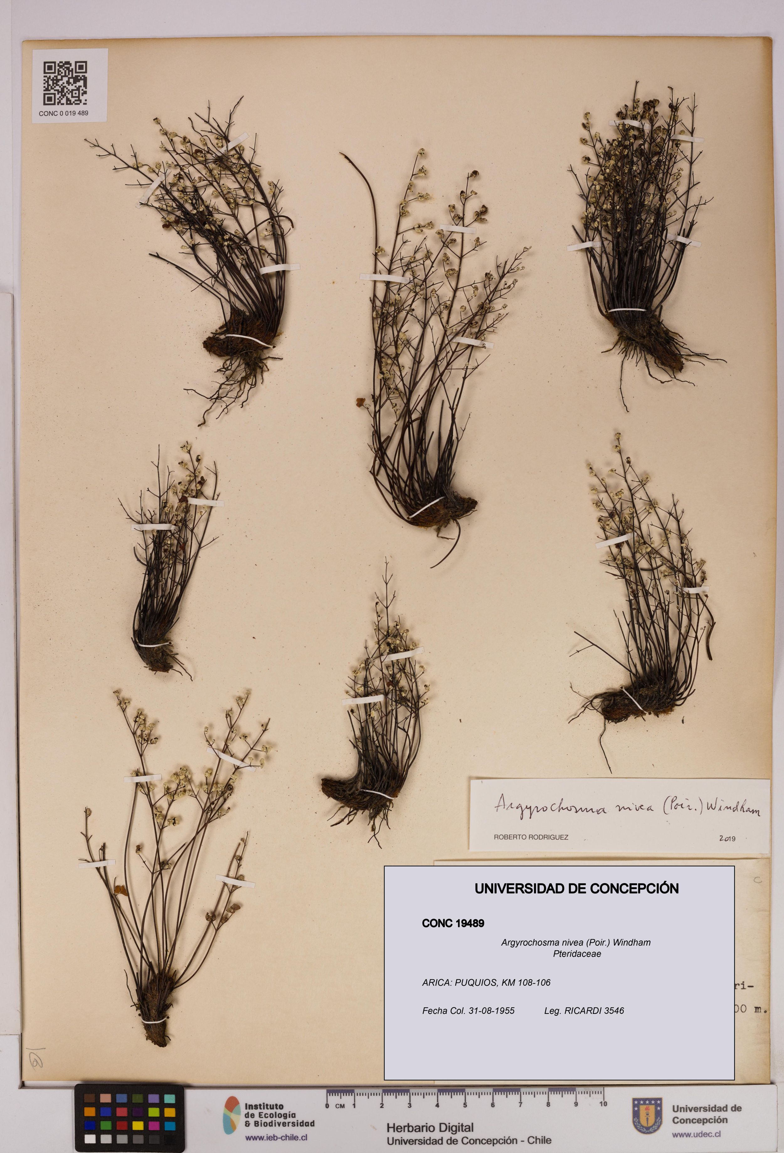 Argyrochosma nivea [Espécimen: ]