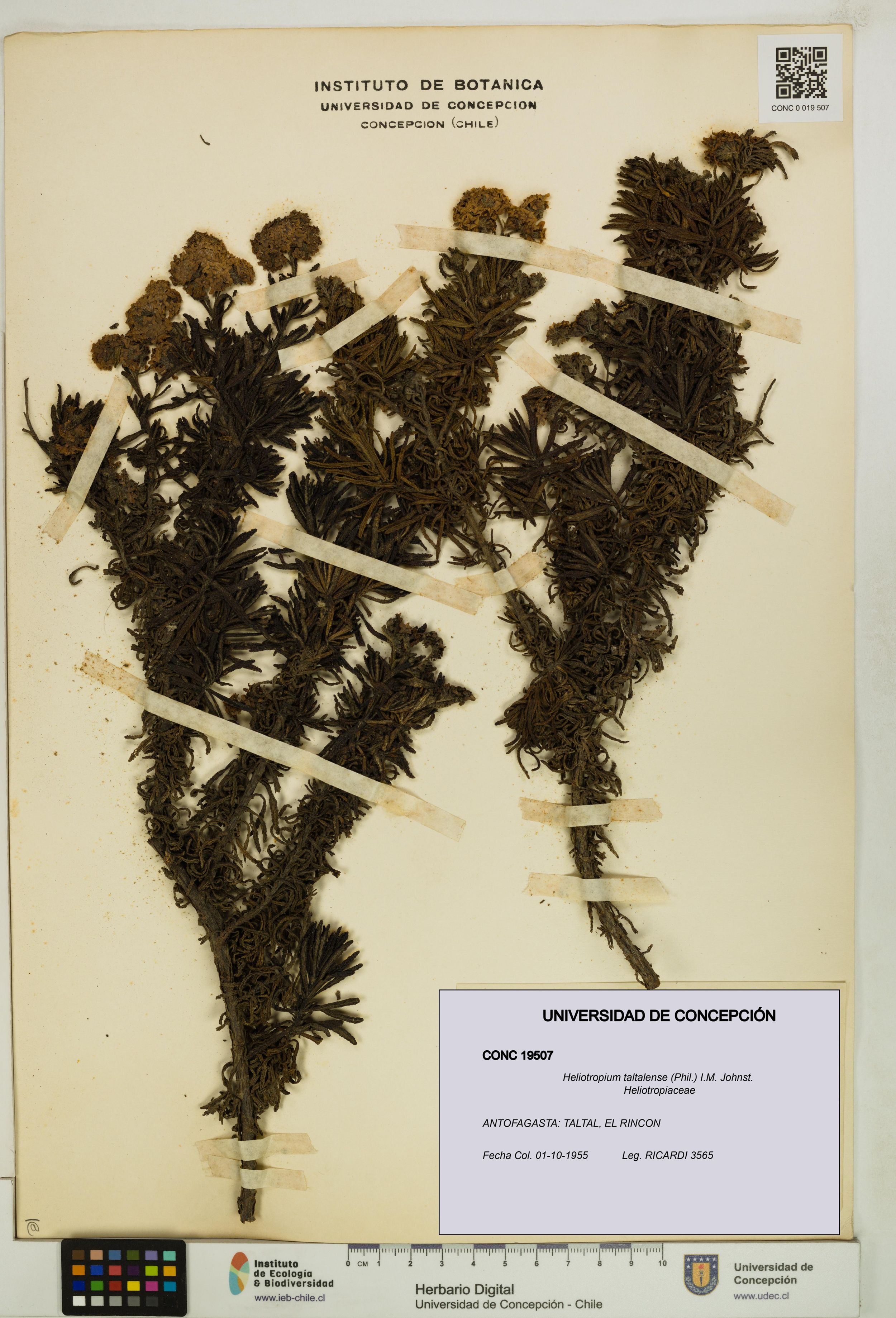 Heliotropium taltalense [Espécimen: ]