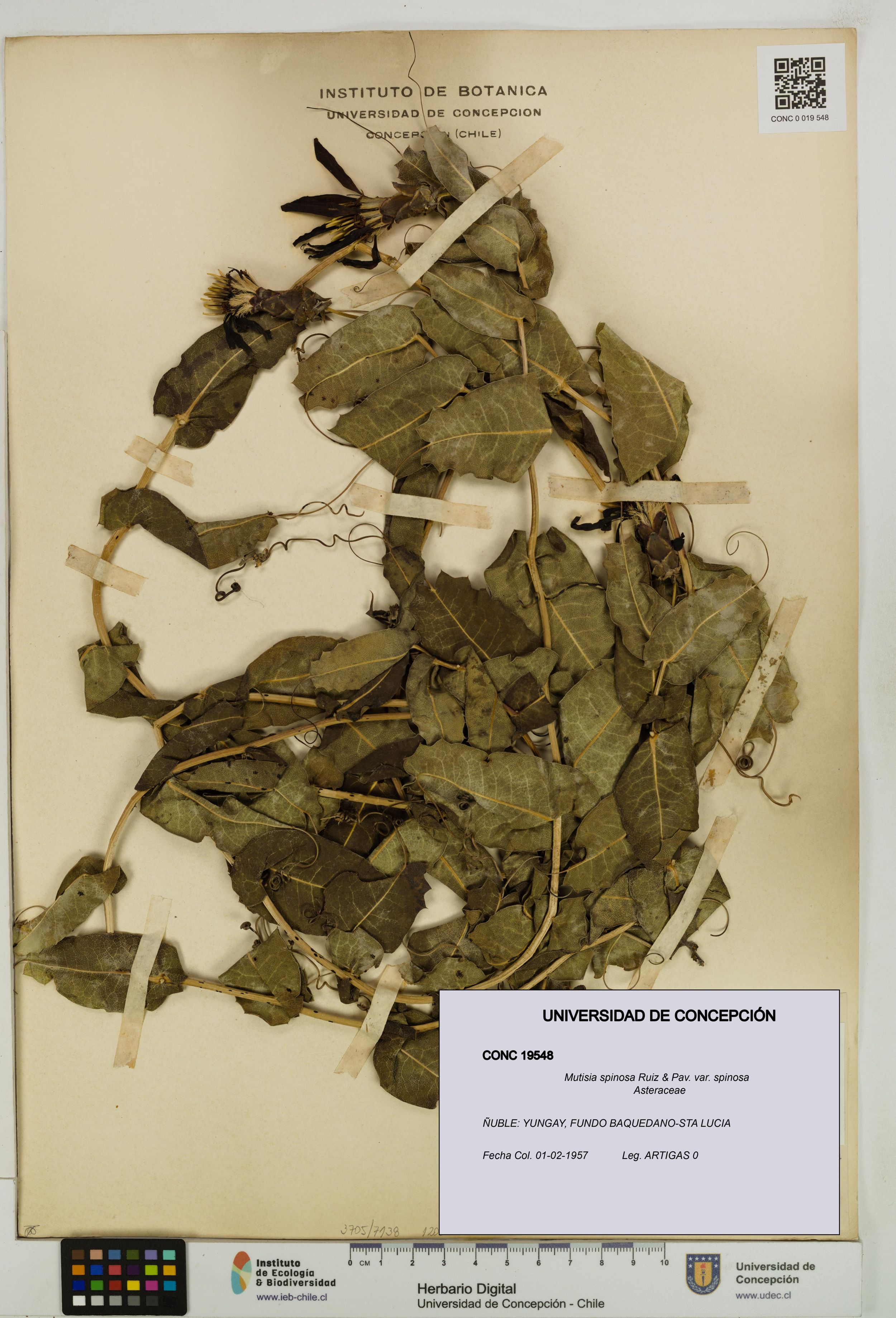 Mutisia spinosa var. spinosa [Espécimen: ]