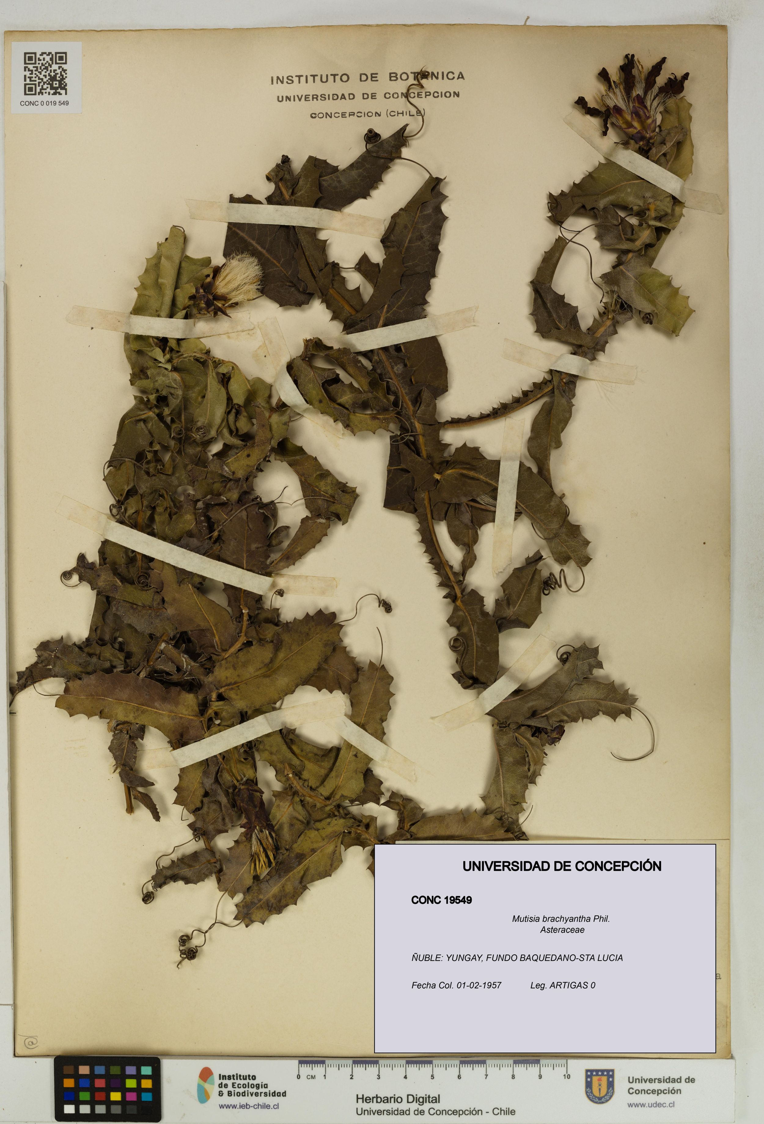 Mutisia brachyantha [Espécimen: ]