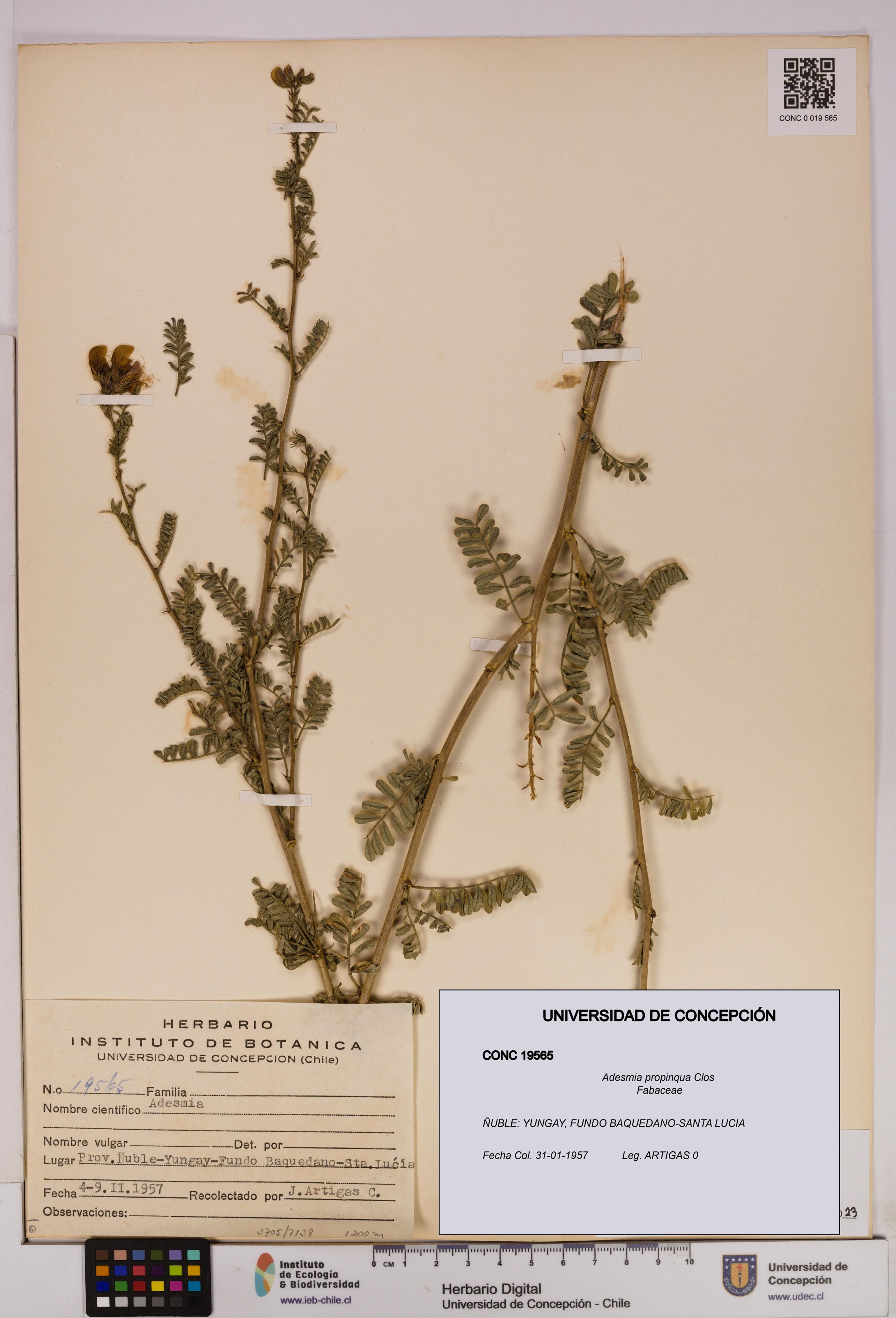 Adesmia propinqua [Espécimen: ]