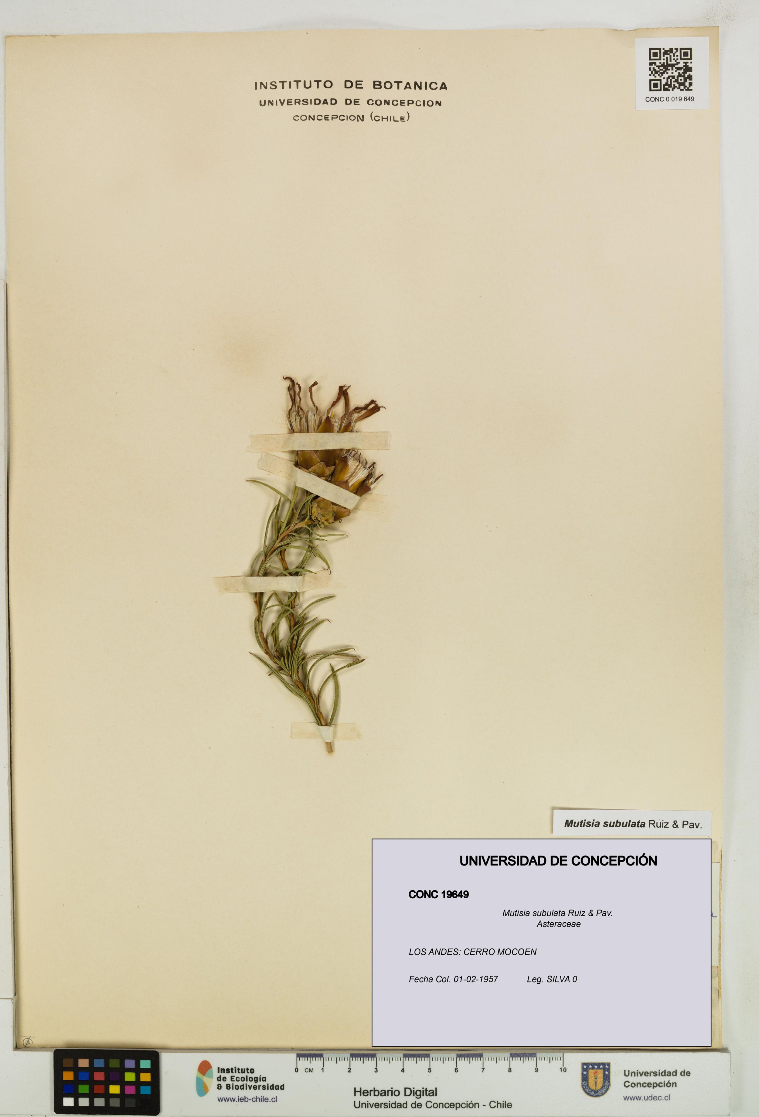 Mutisia subulata [Espécimen: ]