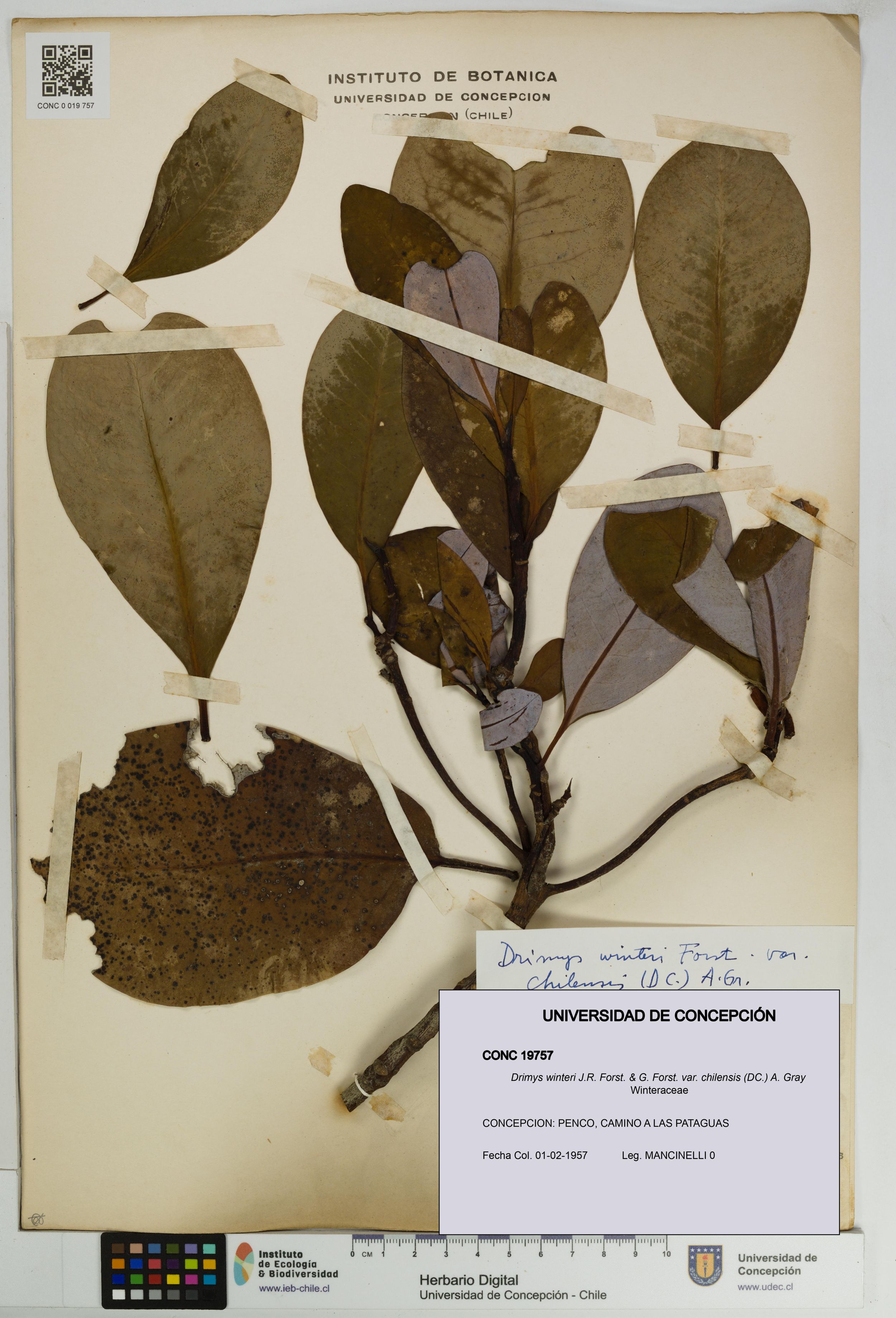 Drimys winteri var. chilensis [Espécimen: ]