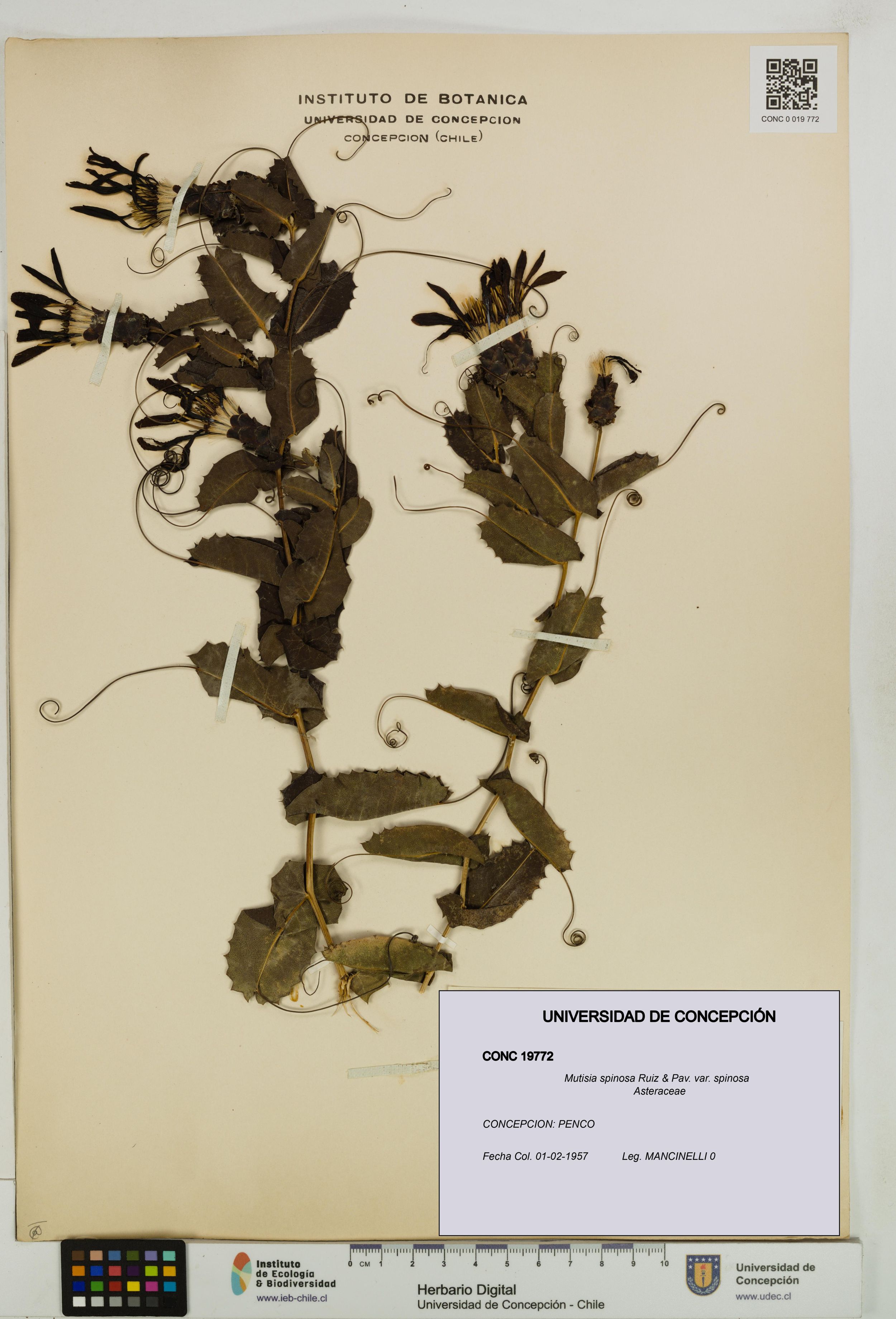 Mutisia spinosa var. spinosa [Espécimen: ]