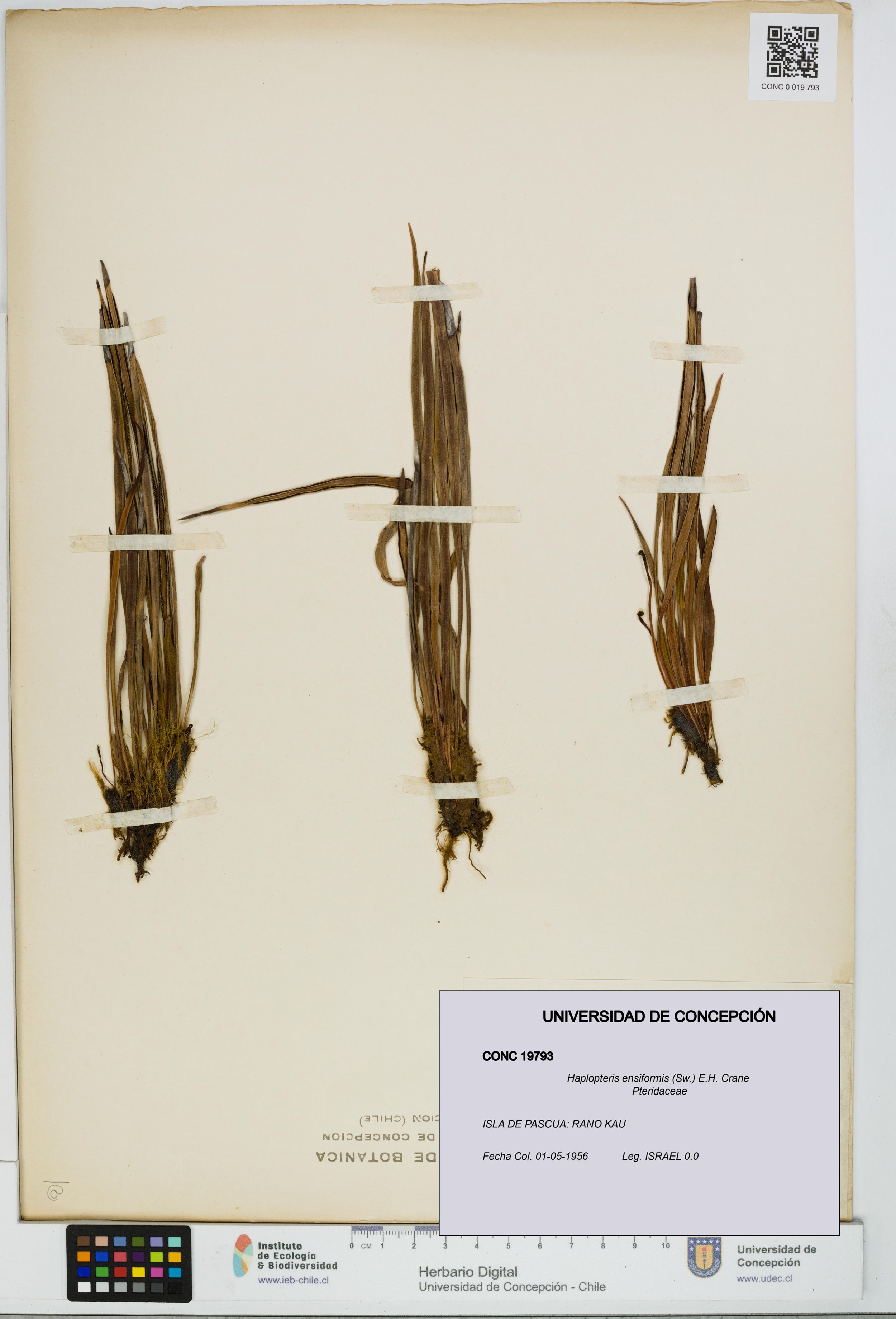 Haplopteris ensiformis [Espécimen: ]