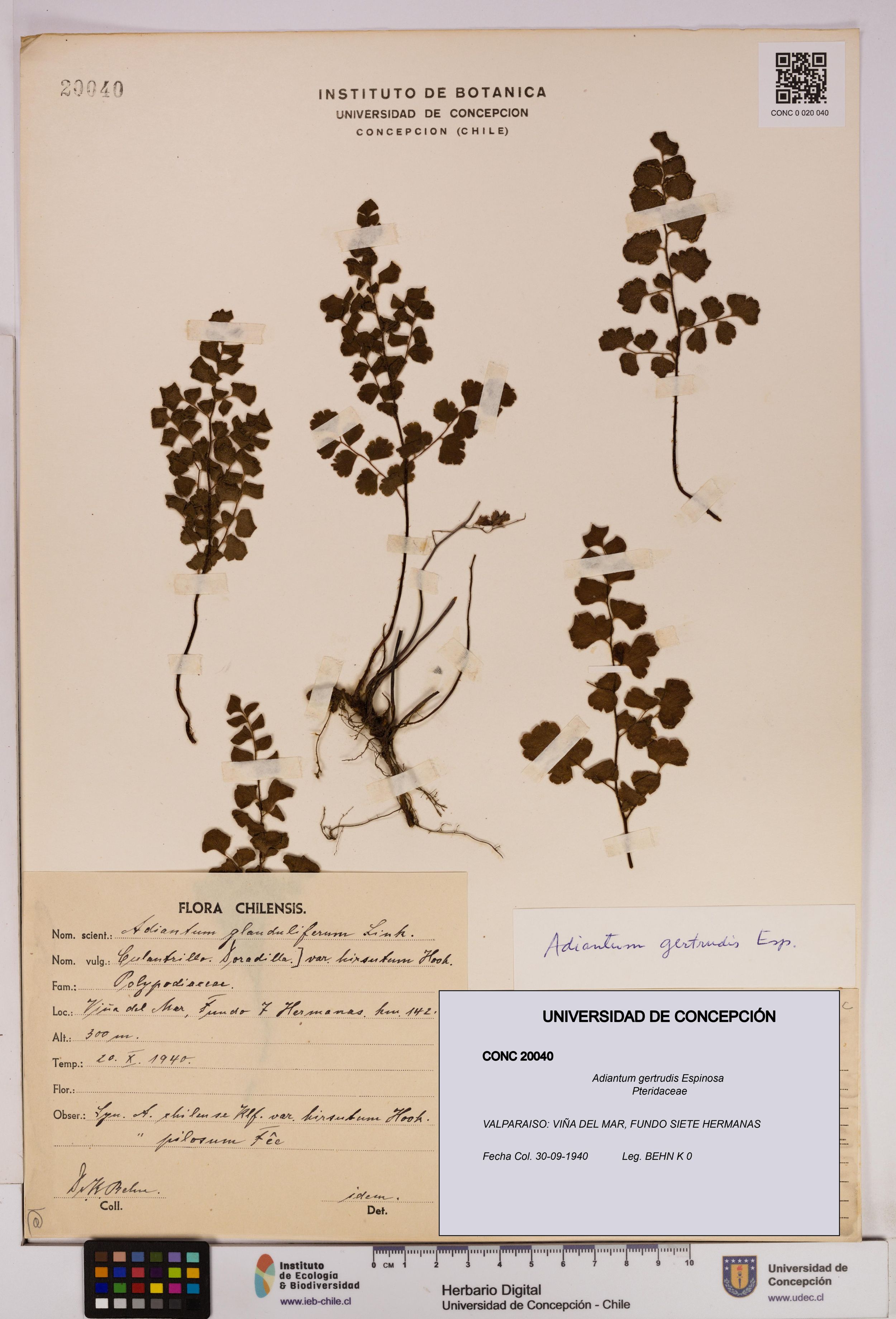 Adiantum gertrudis [Espécimen: ]