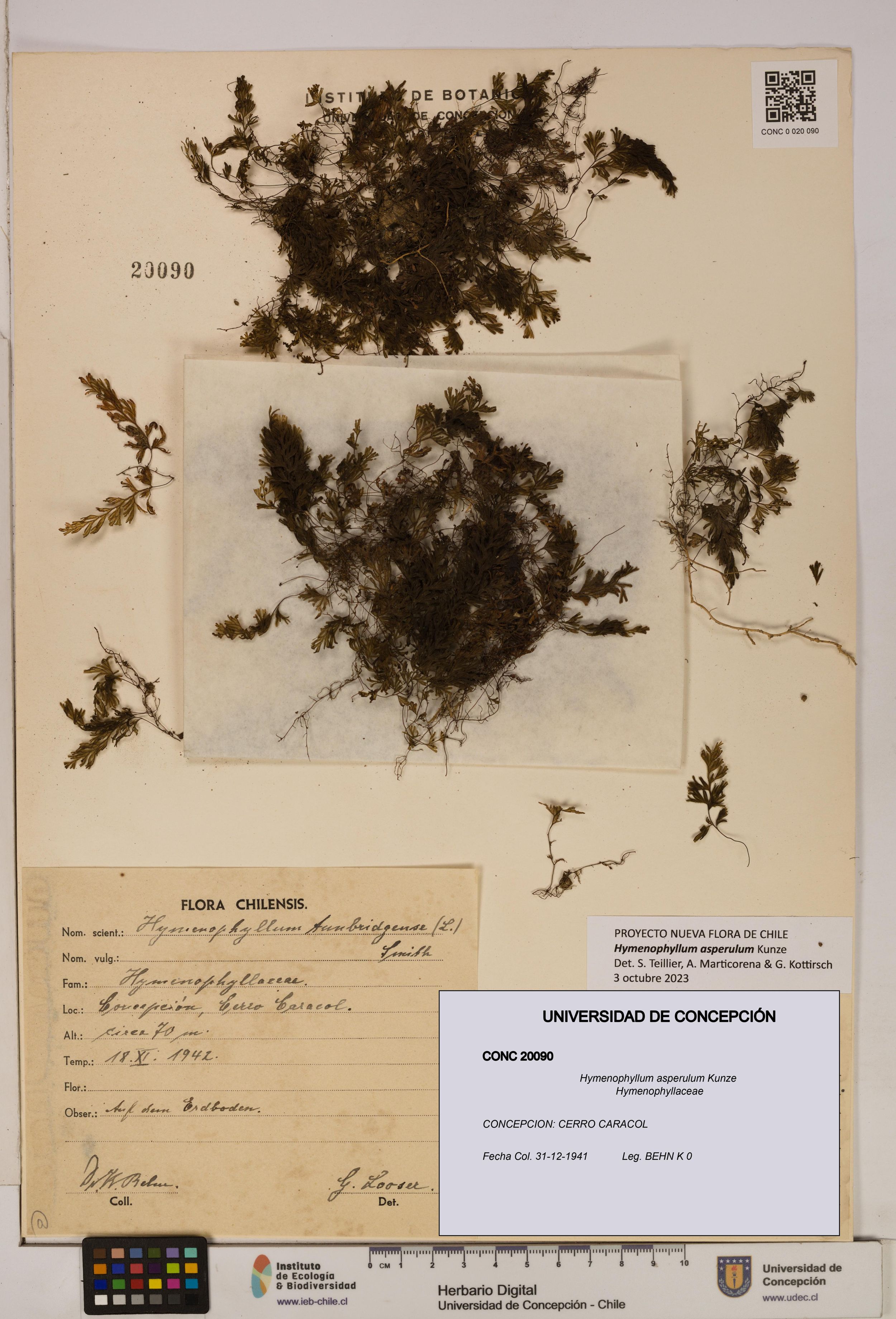 Hymenophyllum asperulum [Espécimen: ]