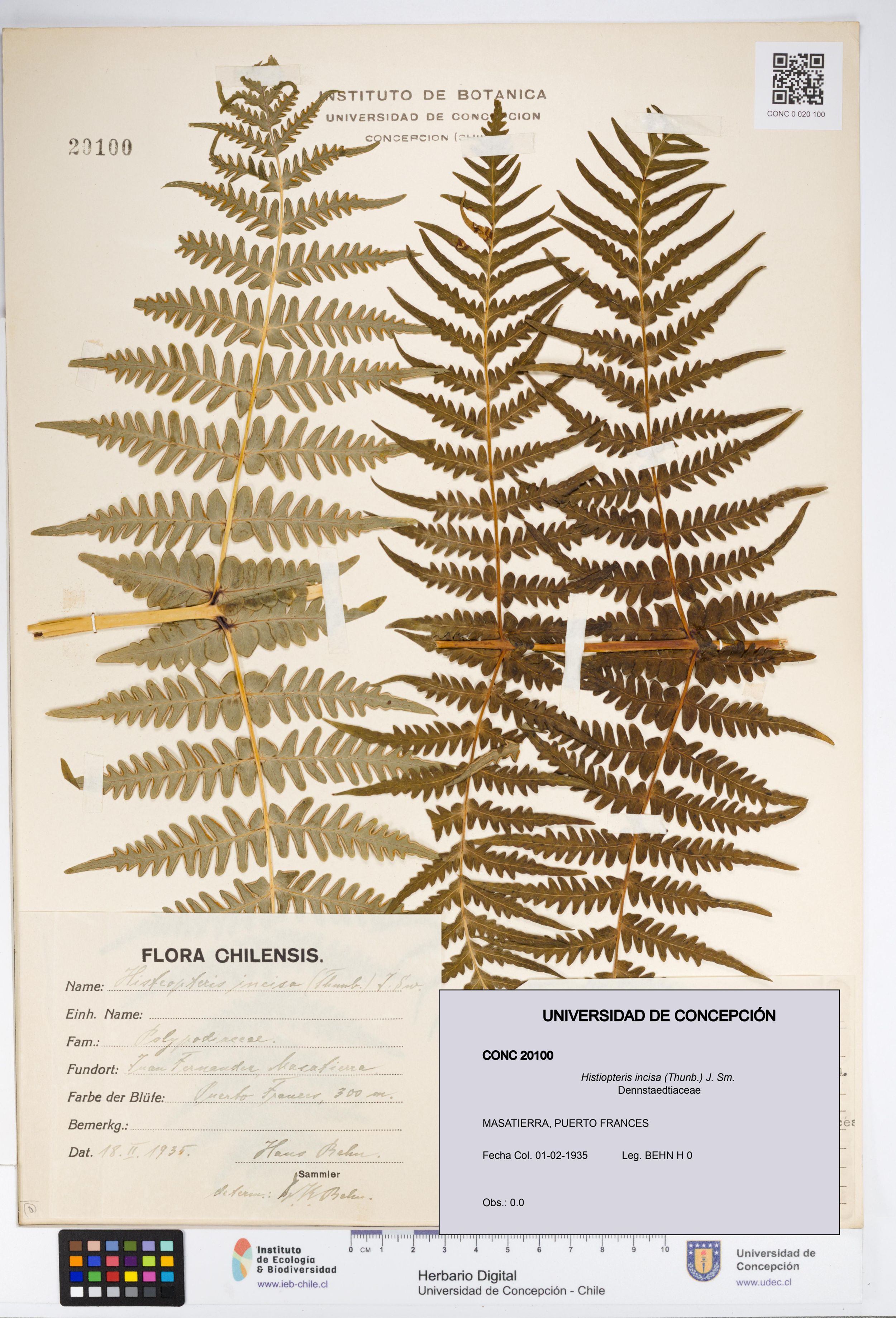 Histiopteris incisa [Espécimen: ]