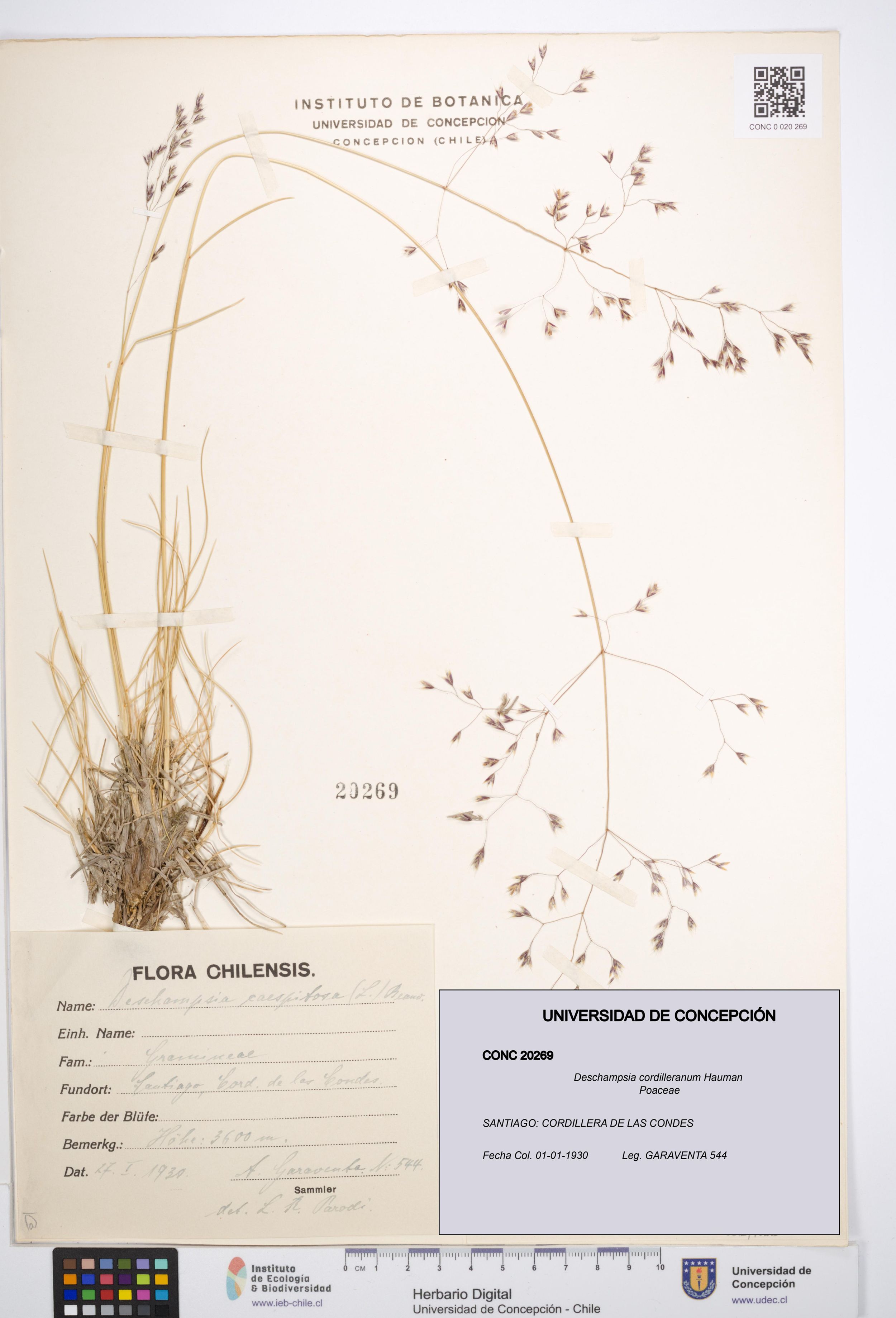Deschampsia cordilleranum [Espécimen: ]
