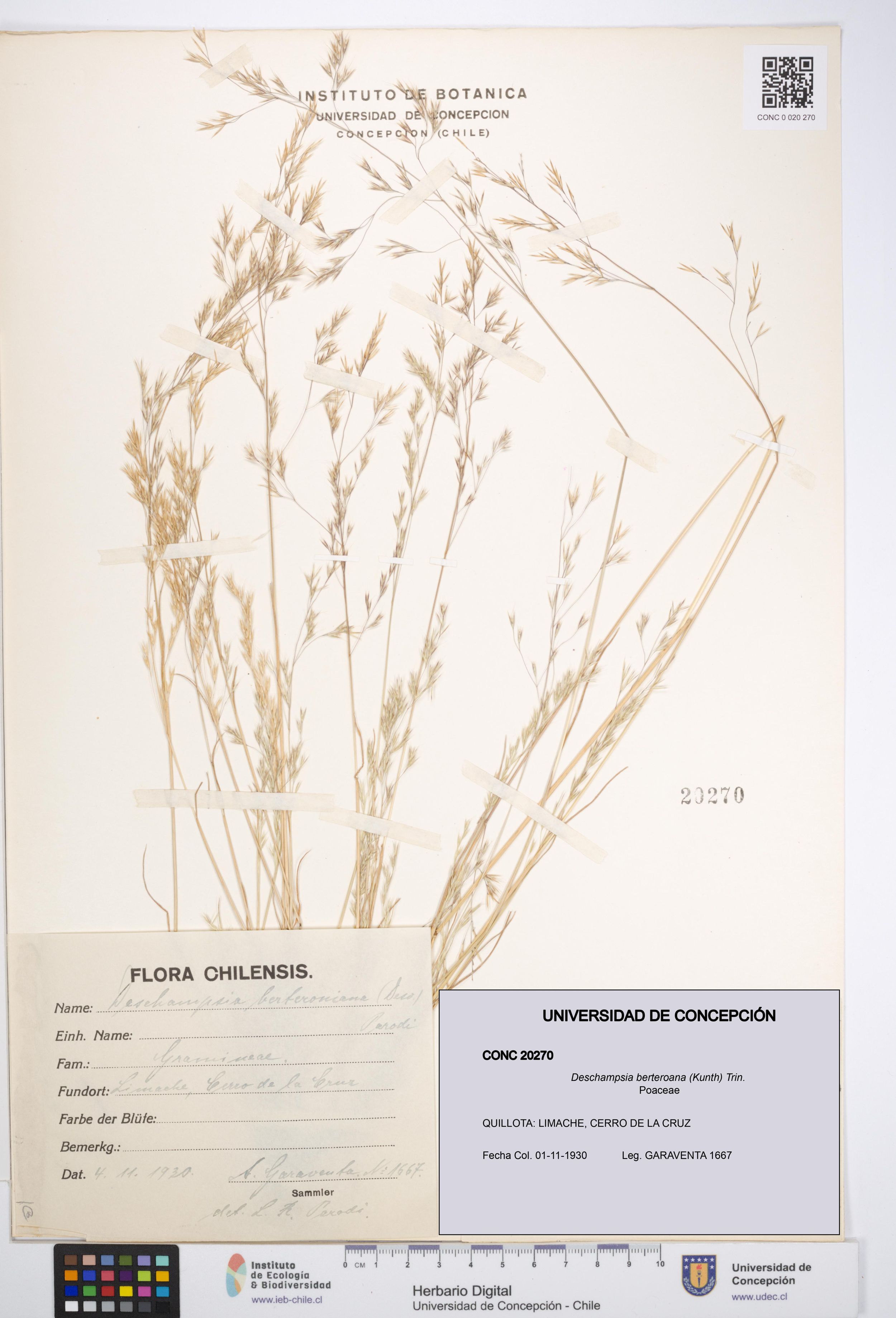 Deschampsia berteroana [Espécimen: ]