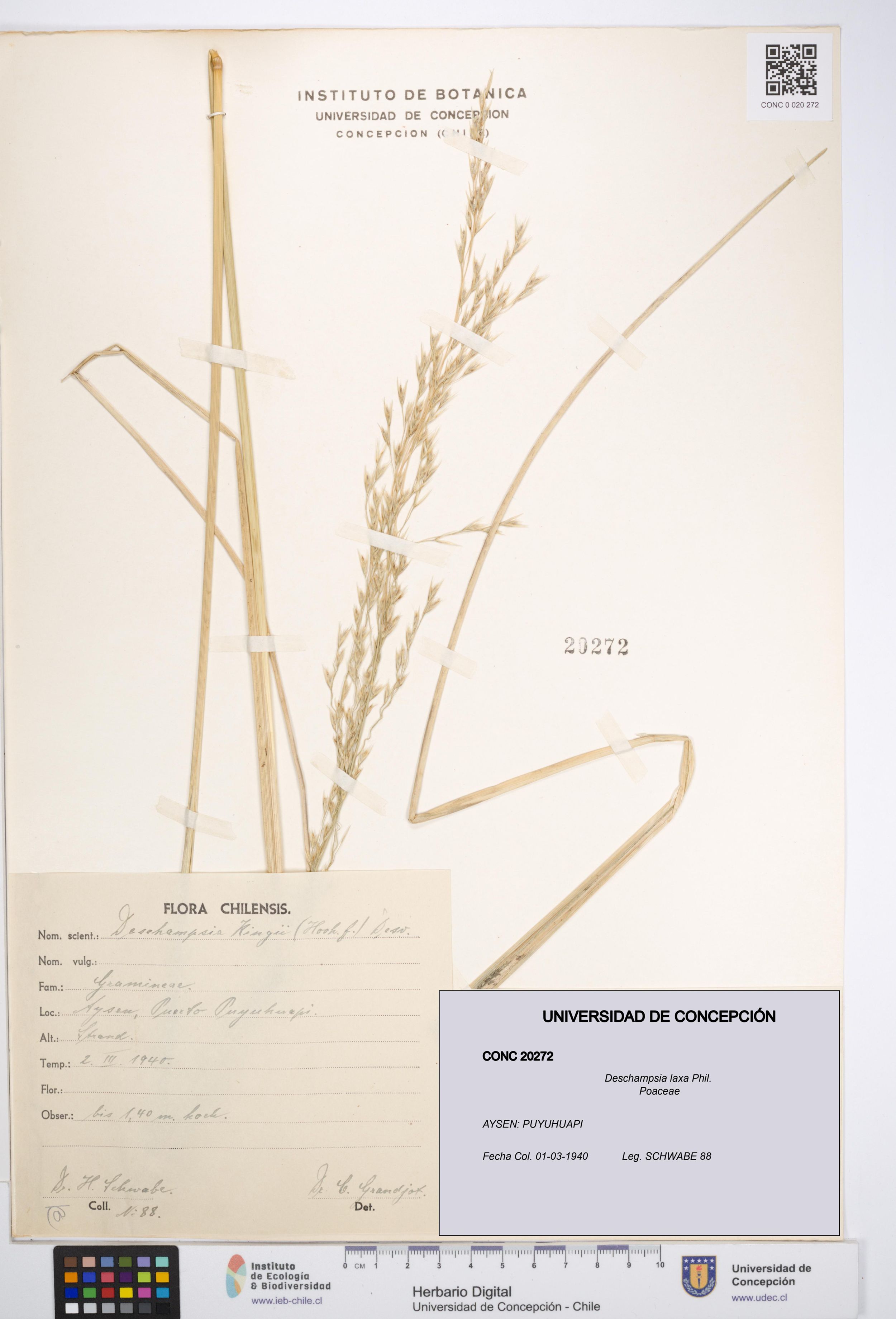 Deschampsia laxa [Espécimen: ]