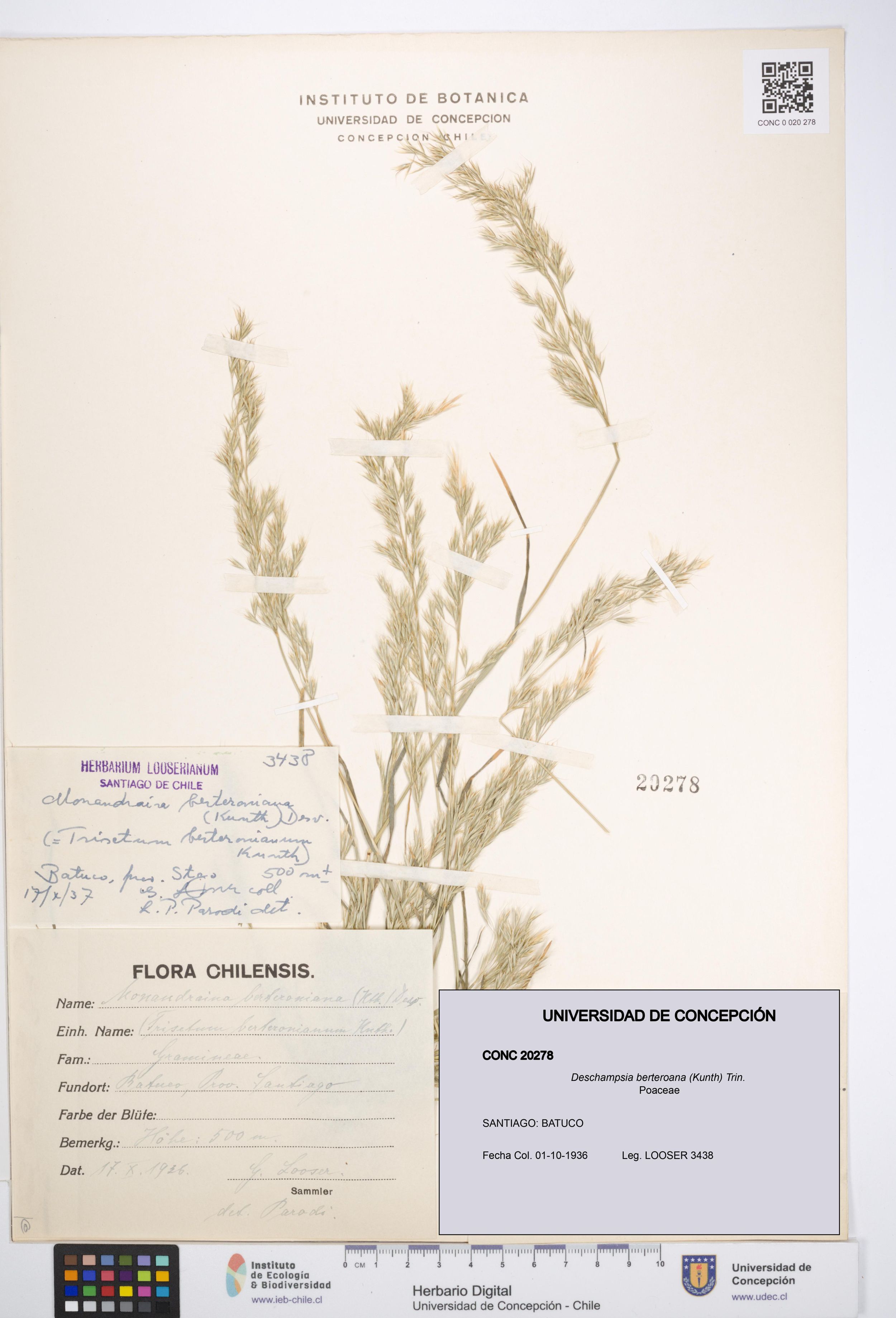 Deschampsia berteroana [Espécimen: ]