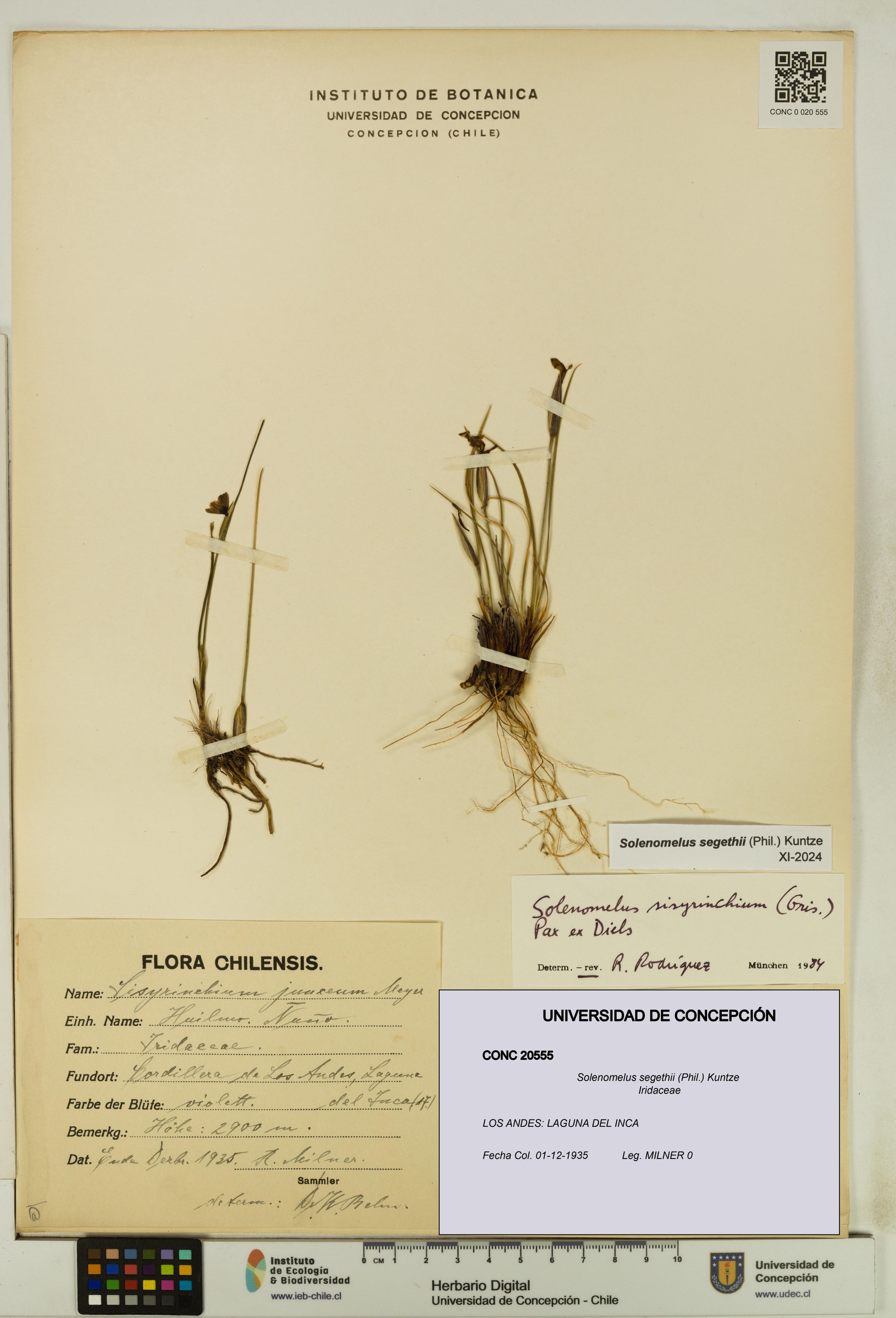 Solenomelus segethii [Espécimen: ]