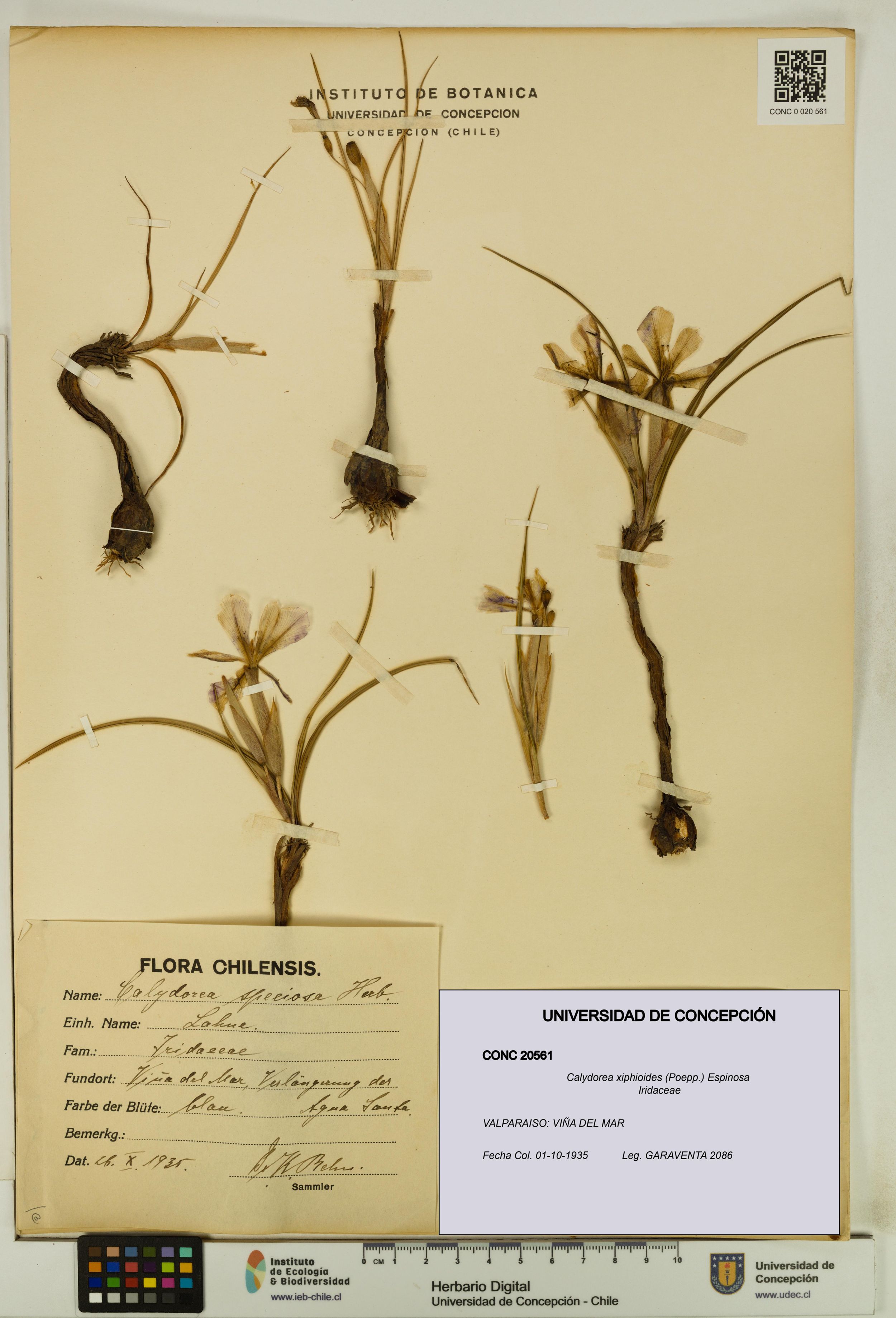 Calydorea xiphioides [Espécimen: ]