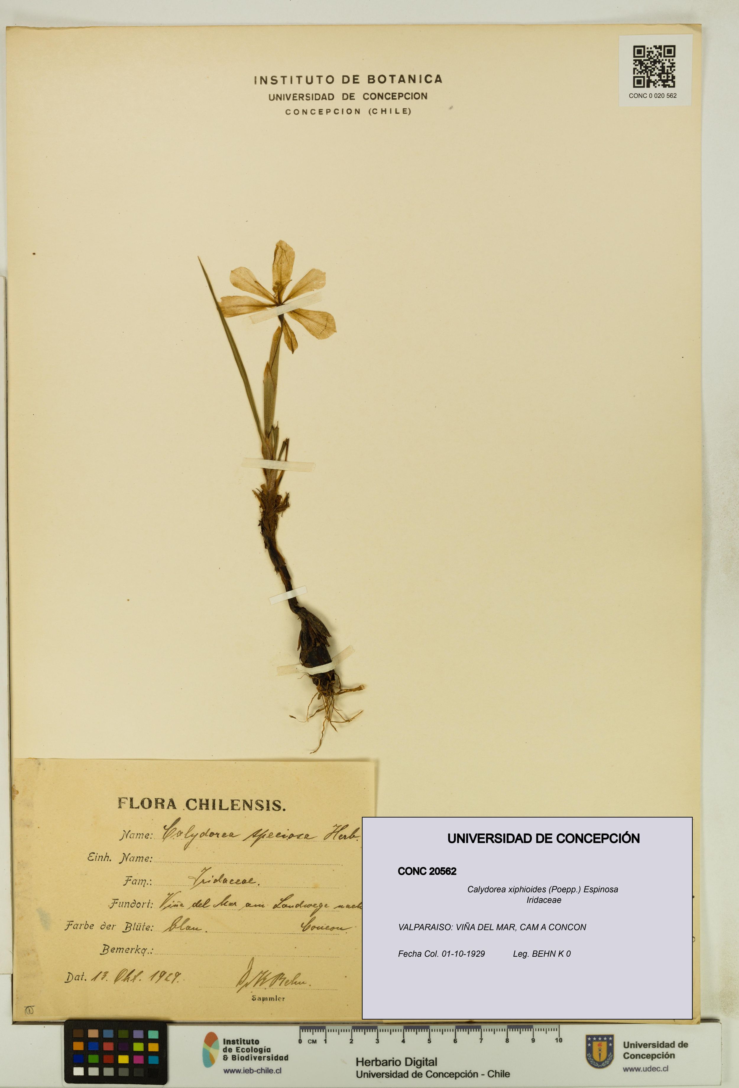 Calydorea xiphioides [Espécimen: ]
